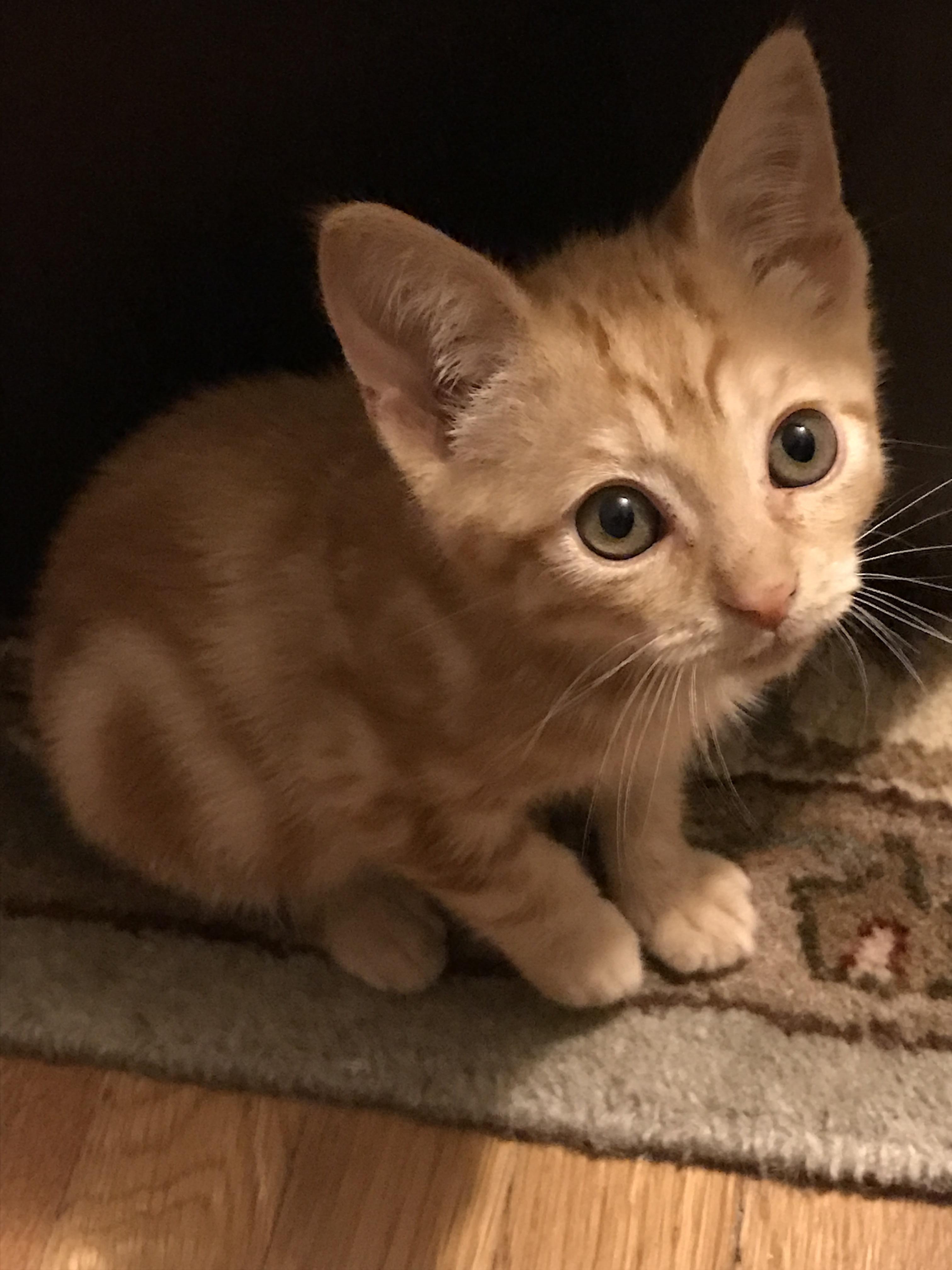 Cyan is two months old. cats