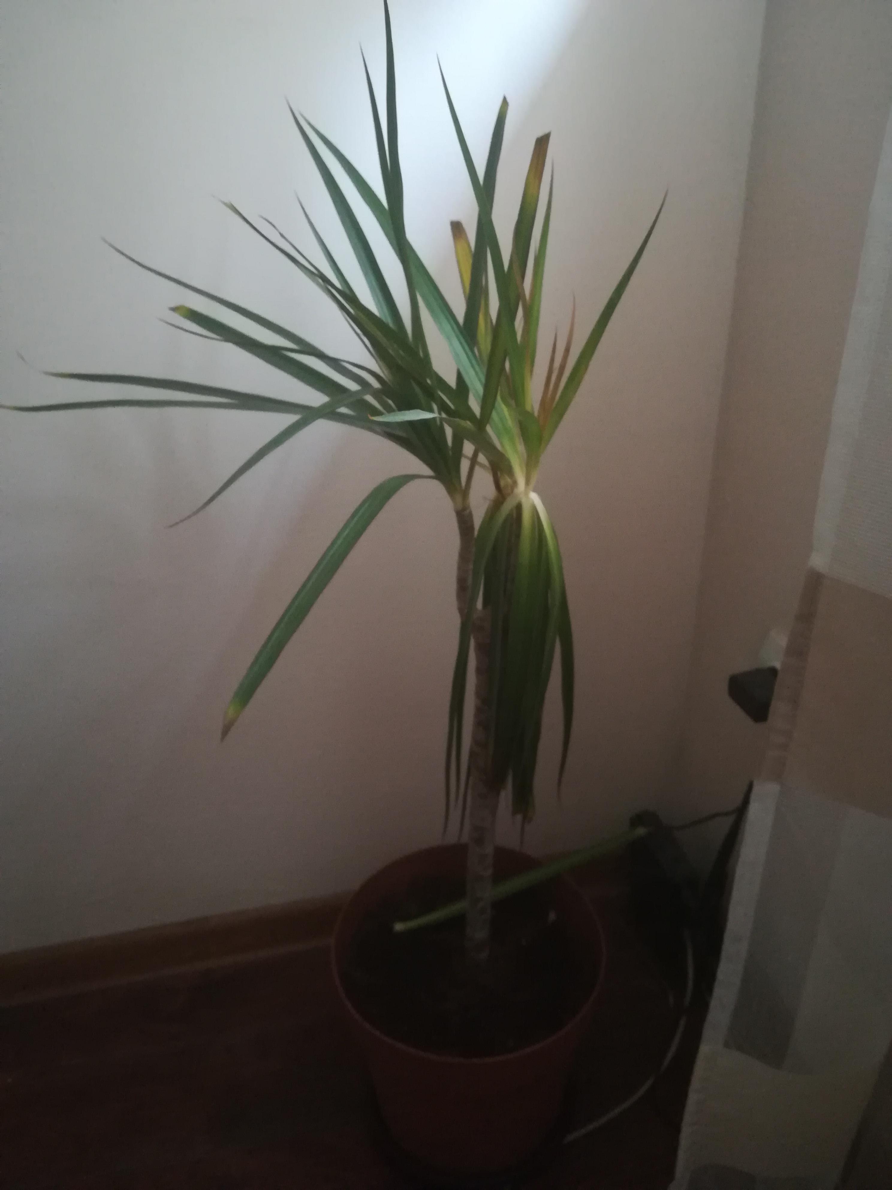 why is my dracena dying? r/plants