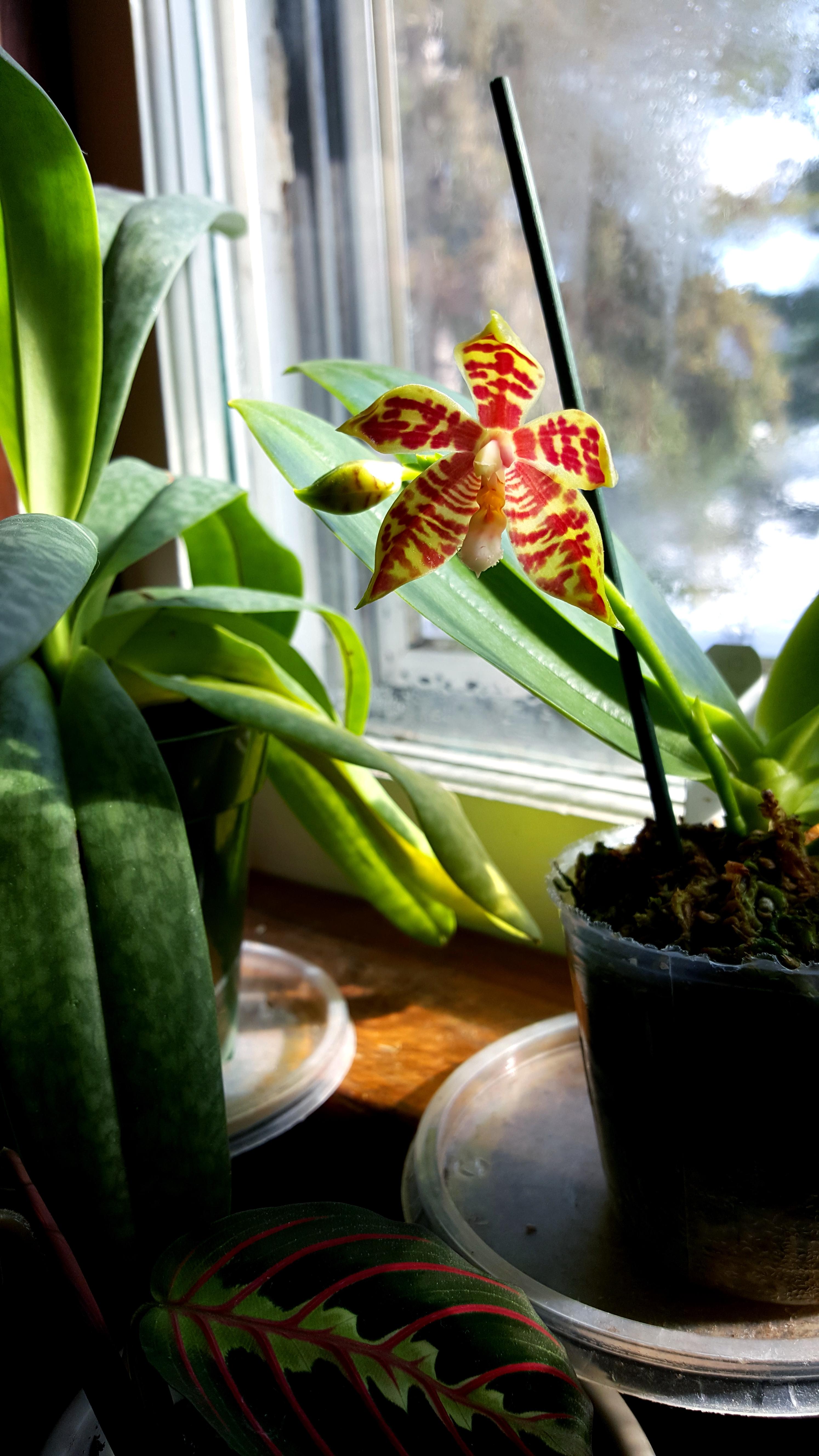 My first ever bloom after years, I'm so excited! Smells like musty