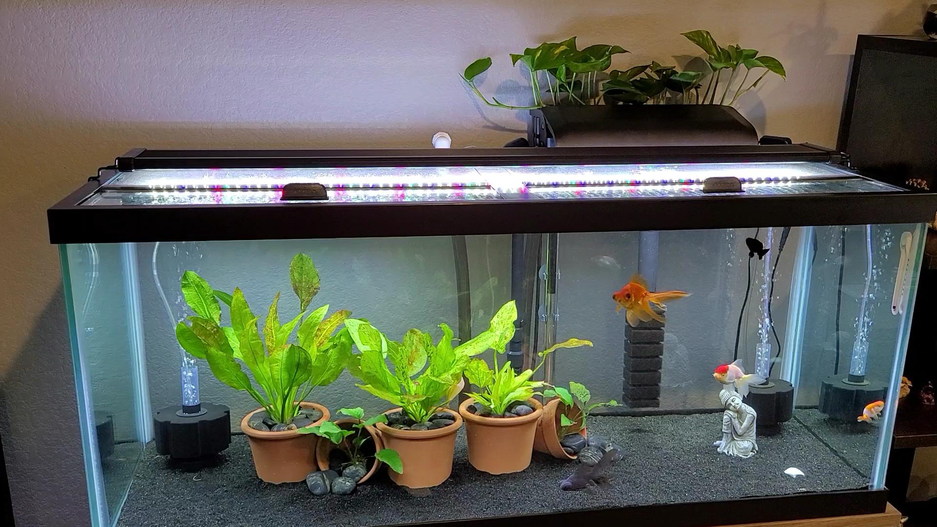 A much needed lighting upgrade. r/Goldfish