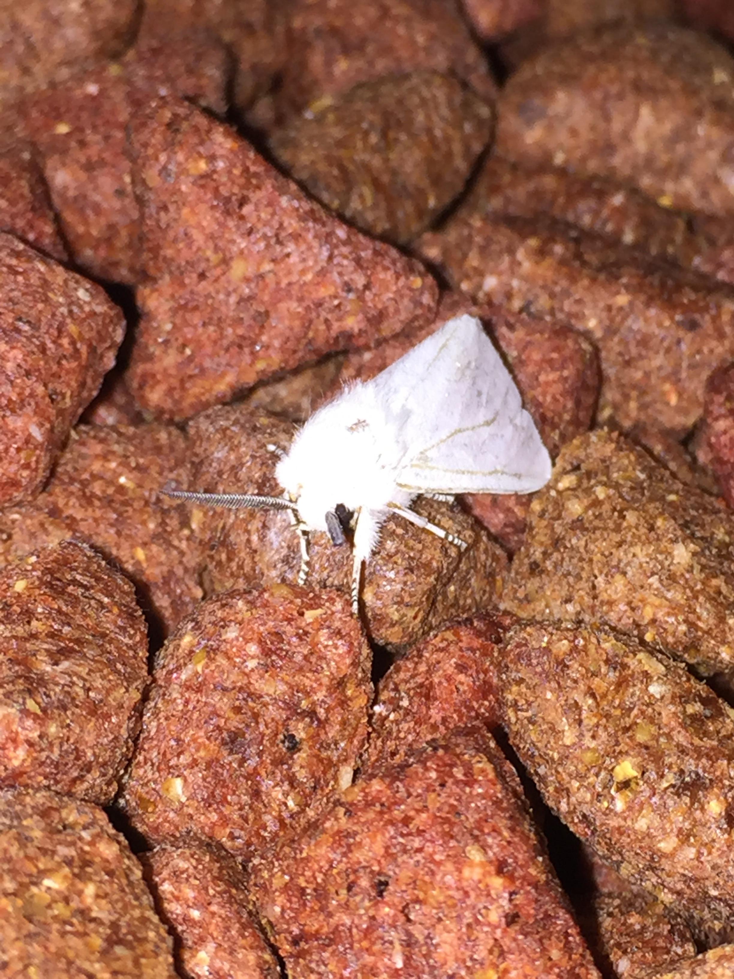 Found this little moth chilling in the dog food. r/pics