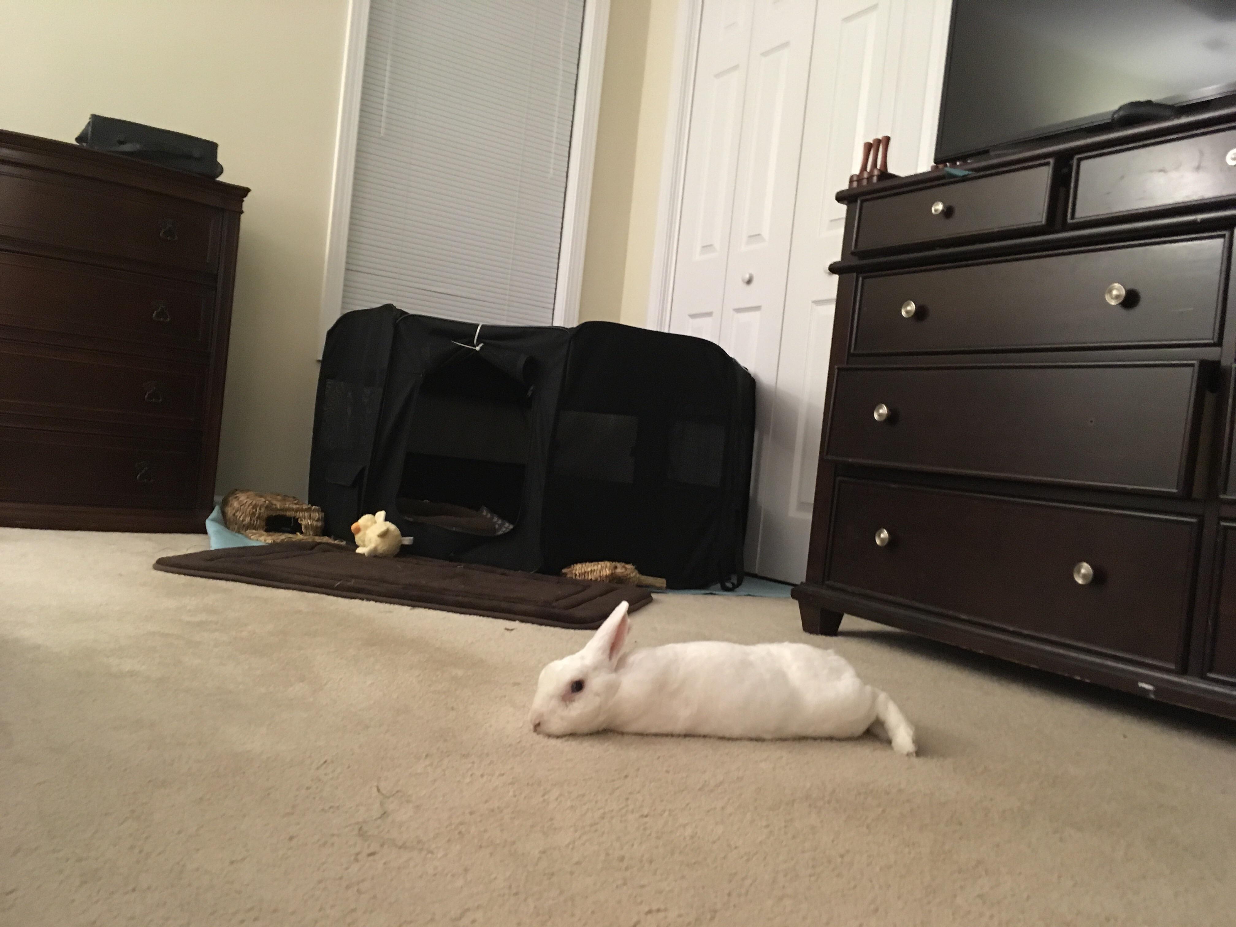Bought a house (our forever home!) Bunny had moved through 4 apartments