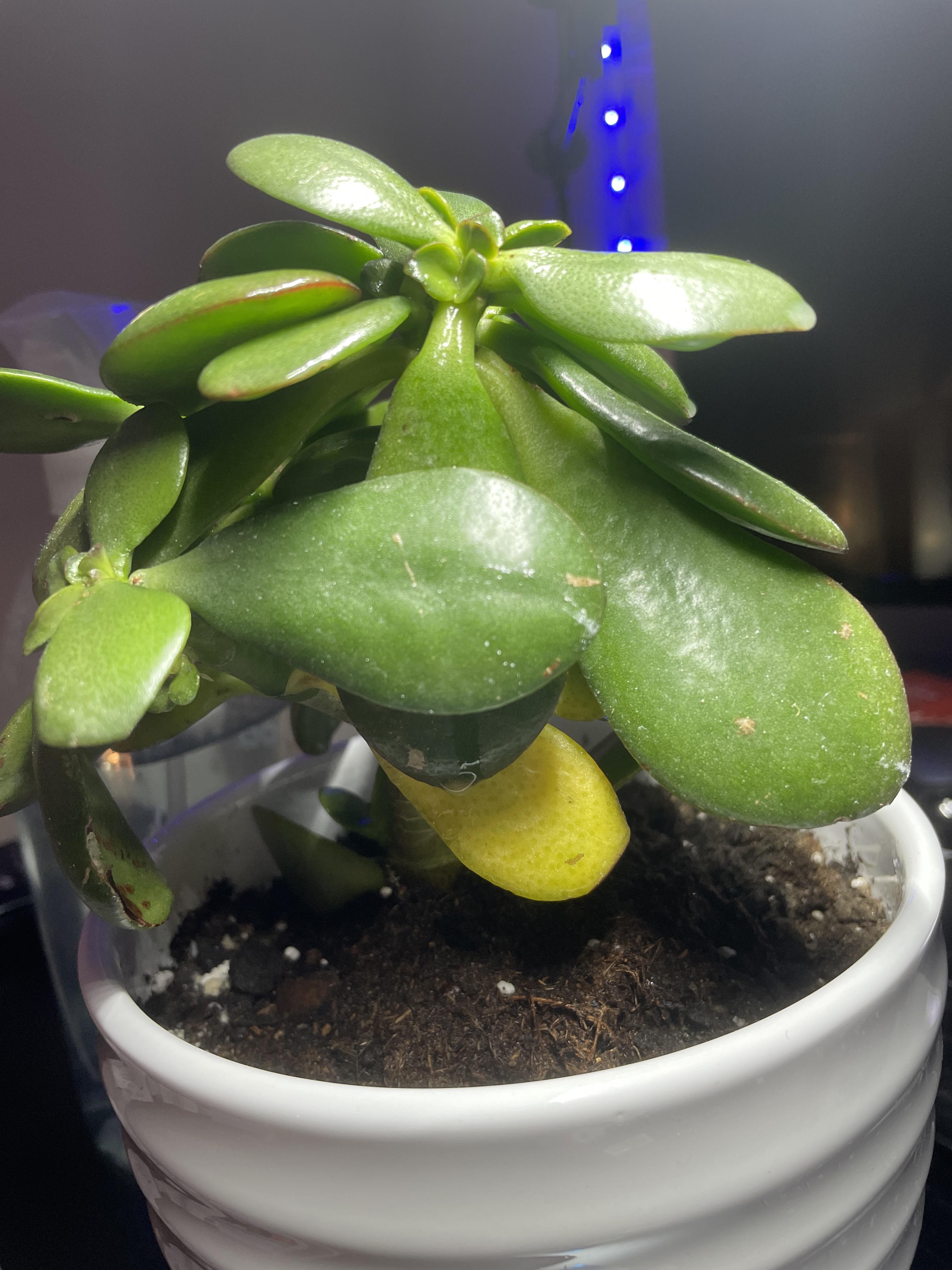 Jade Plant turning yellow. Anyone know what’s wrong with it? Can never