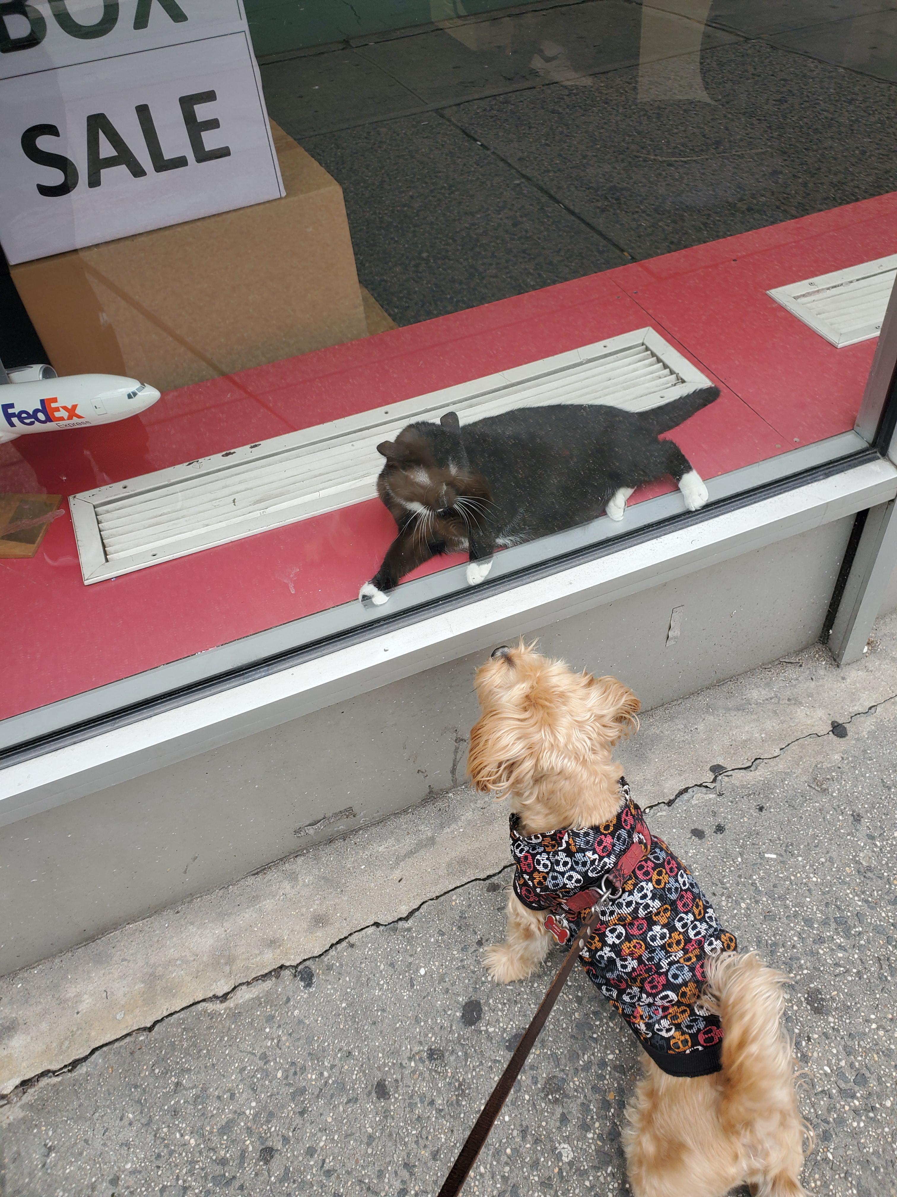 My dog ran into a cat lying down in a store window, and was intrigued