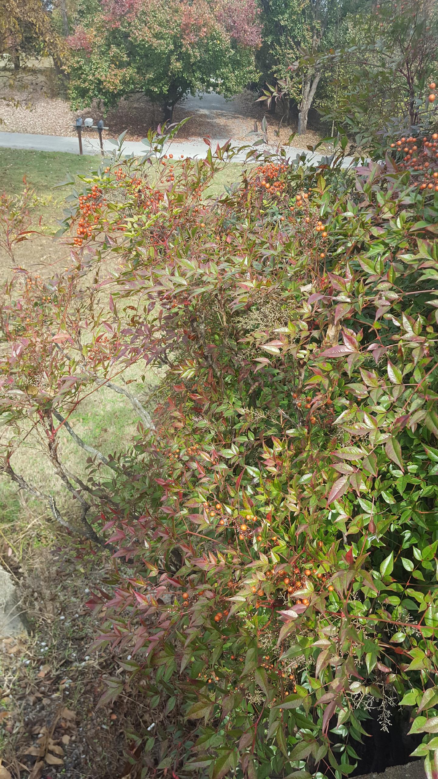 [Northeast Arkansas] 4' tall berry producing bush. Berries are red but