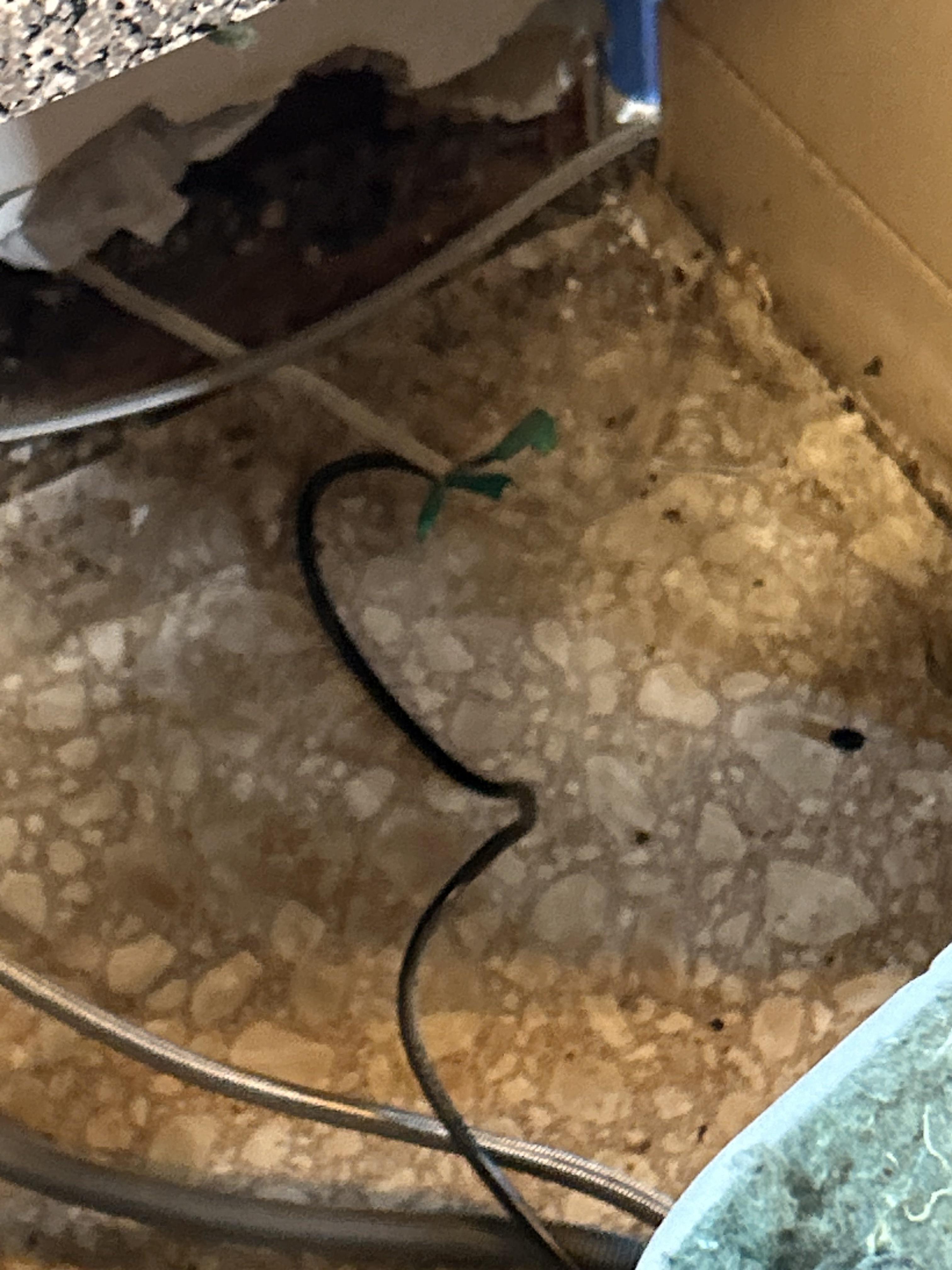 Renovating the kitchen and this is how my dishwasher was hooked up (my