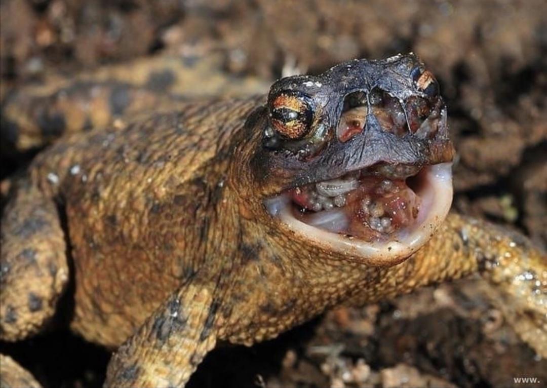 A common toad with toadfly eggs in its throat and nostrils. The larvae