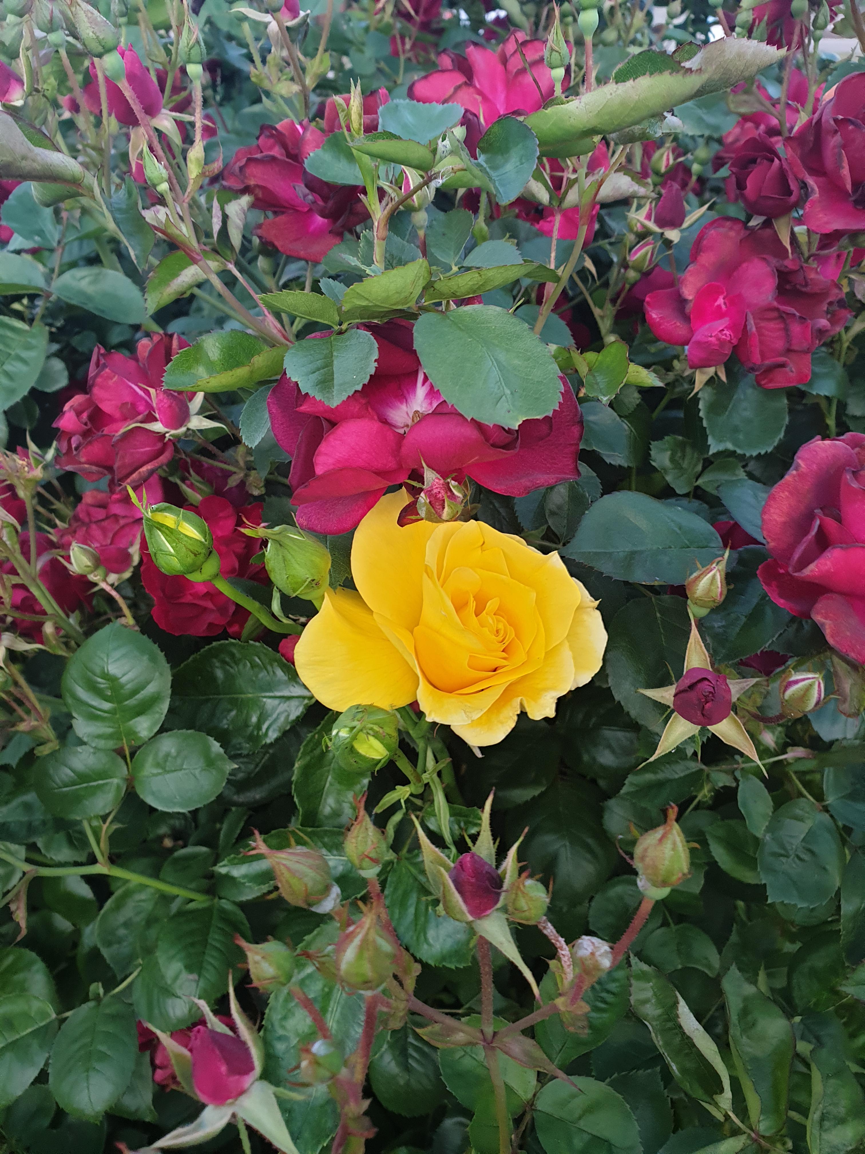 Our red rose bush at home has a single yellow rose r/mildlyinteresting