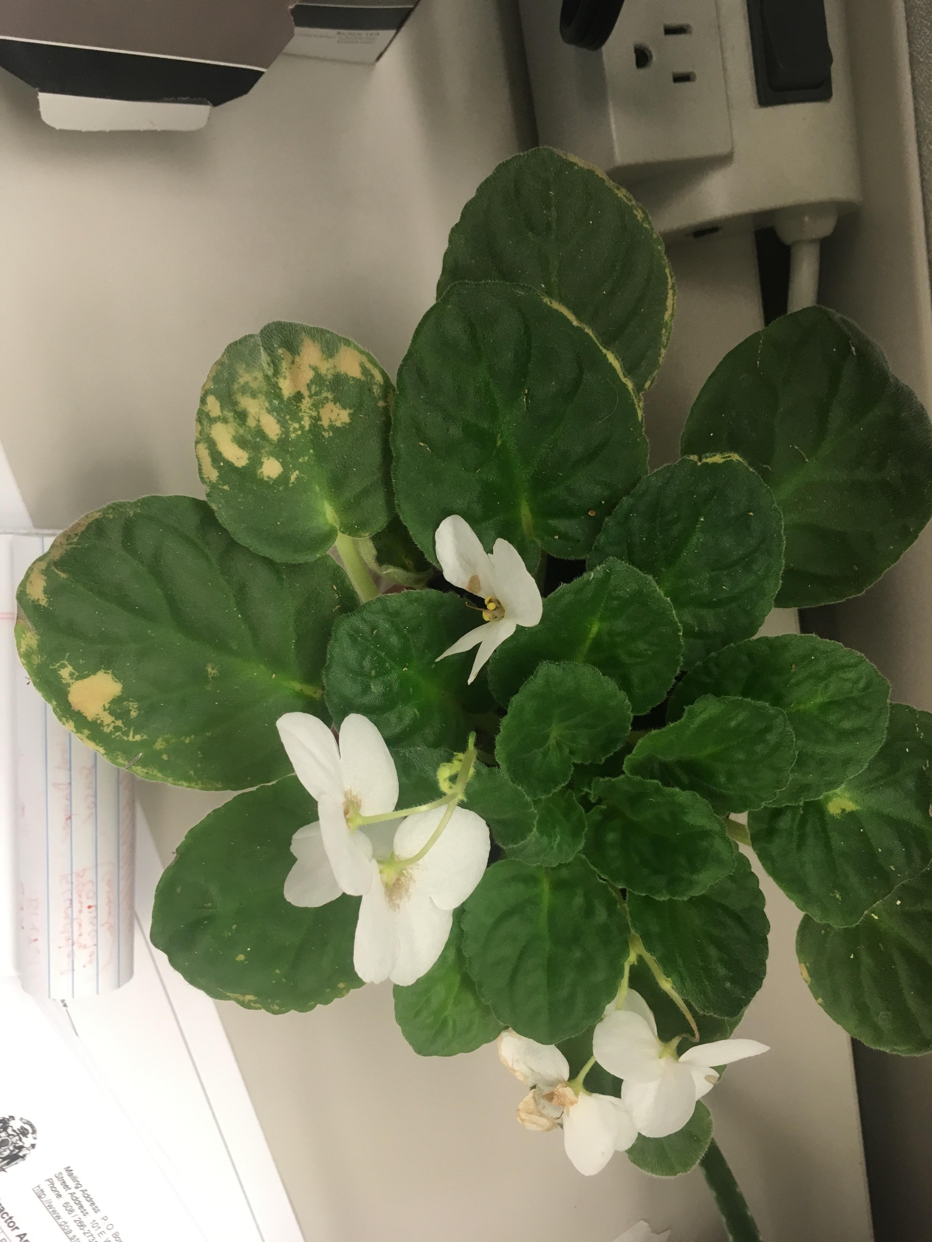 Why is my plant getting brown spots/edges and how can I stop it? r/plants