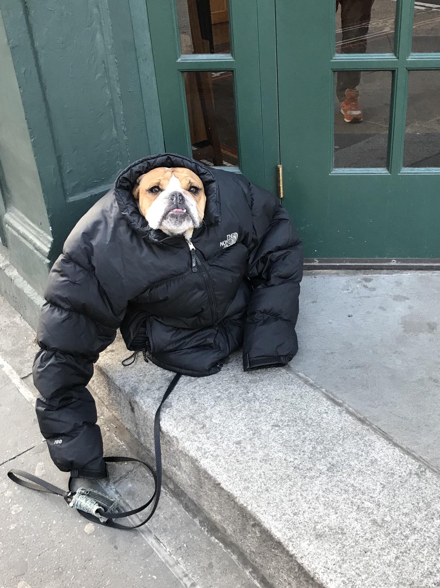 Cursed_dog cursedimages