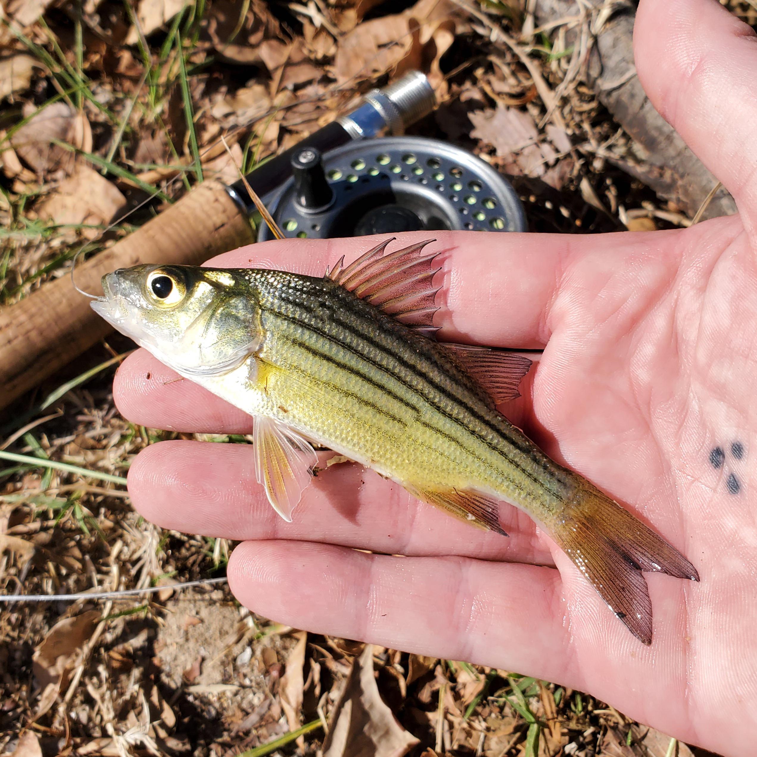 Yellow bass on the fly r/MicroFishing