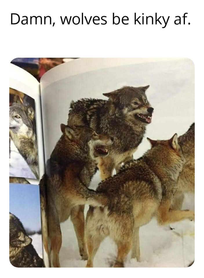 You dirty dog r/memes