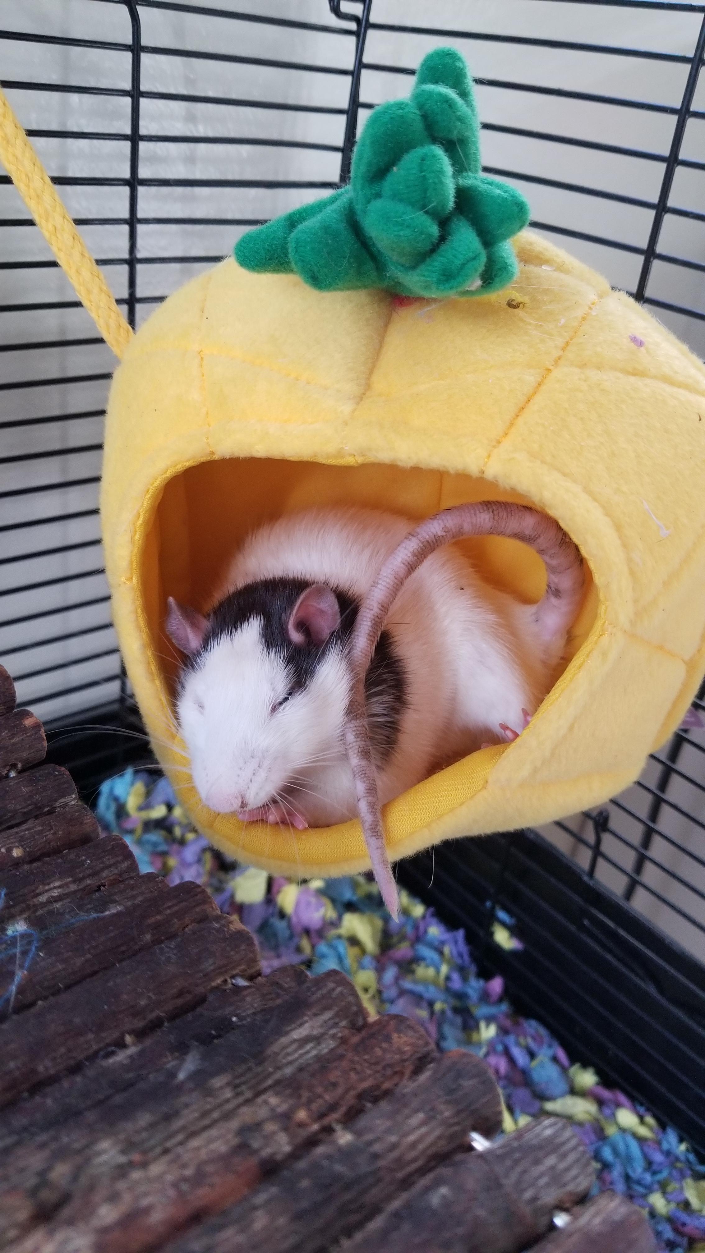 Pineapple nap 🐀 r/RATS