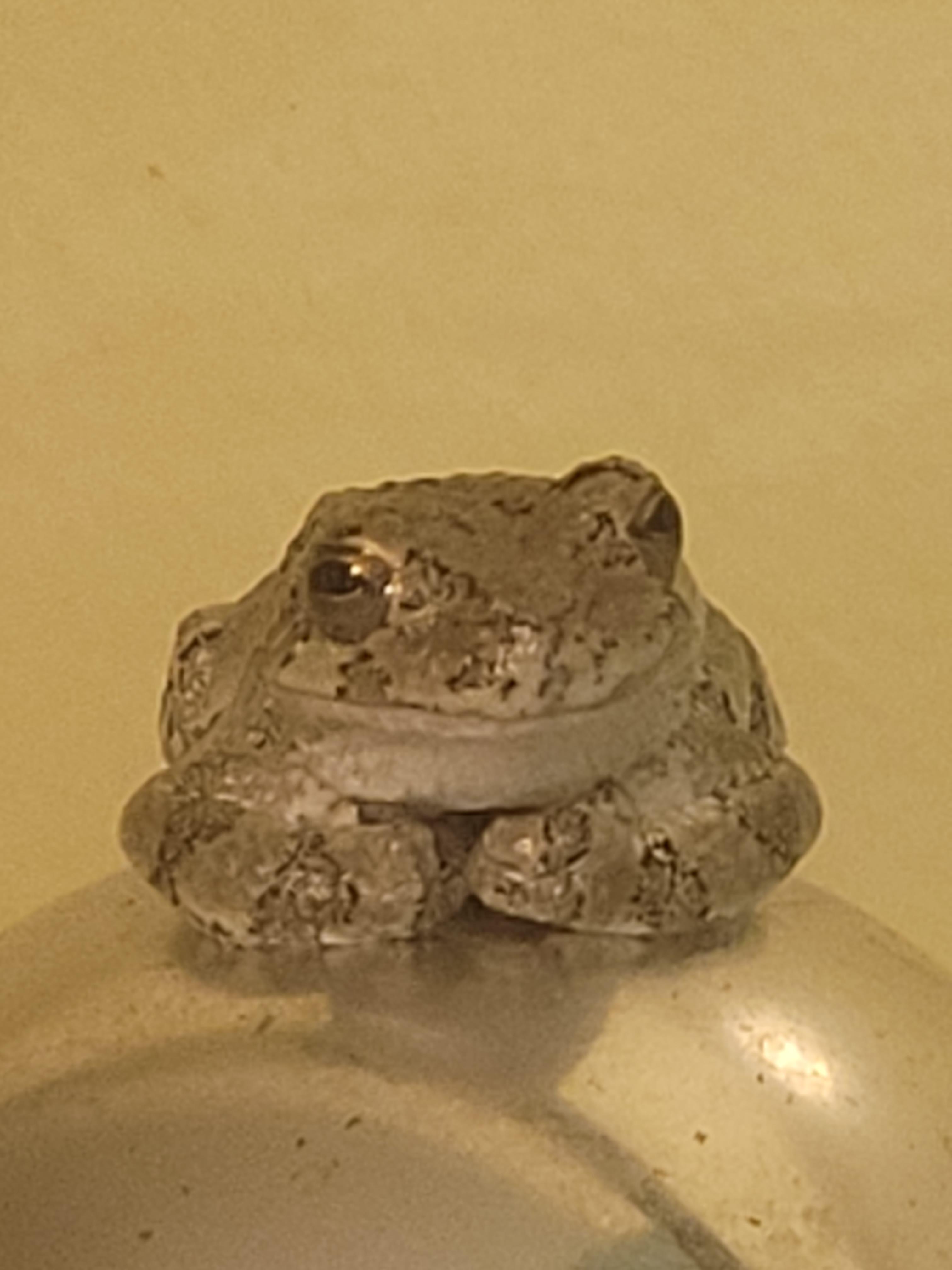 When you ask for 51 crickets, but the PetSmart employee puts in about