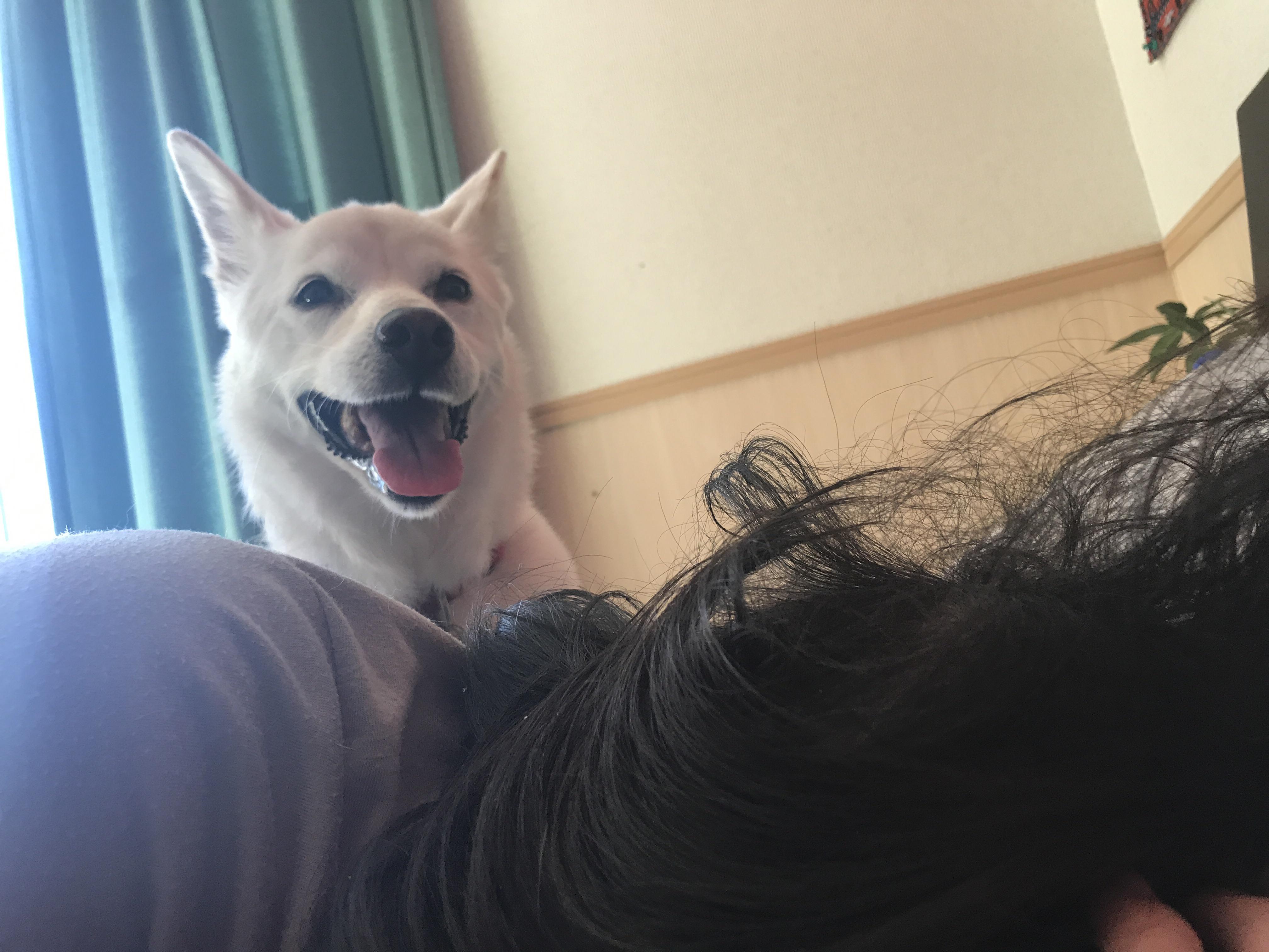 My dog will not let me sleep in on a holiday. r/doggos