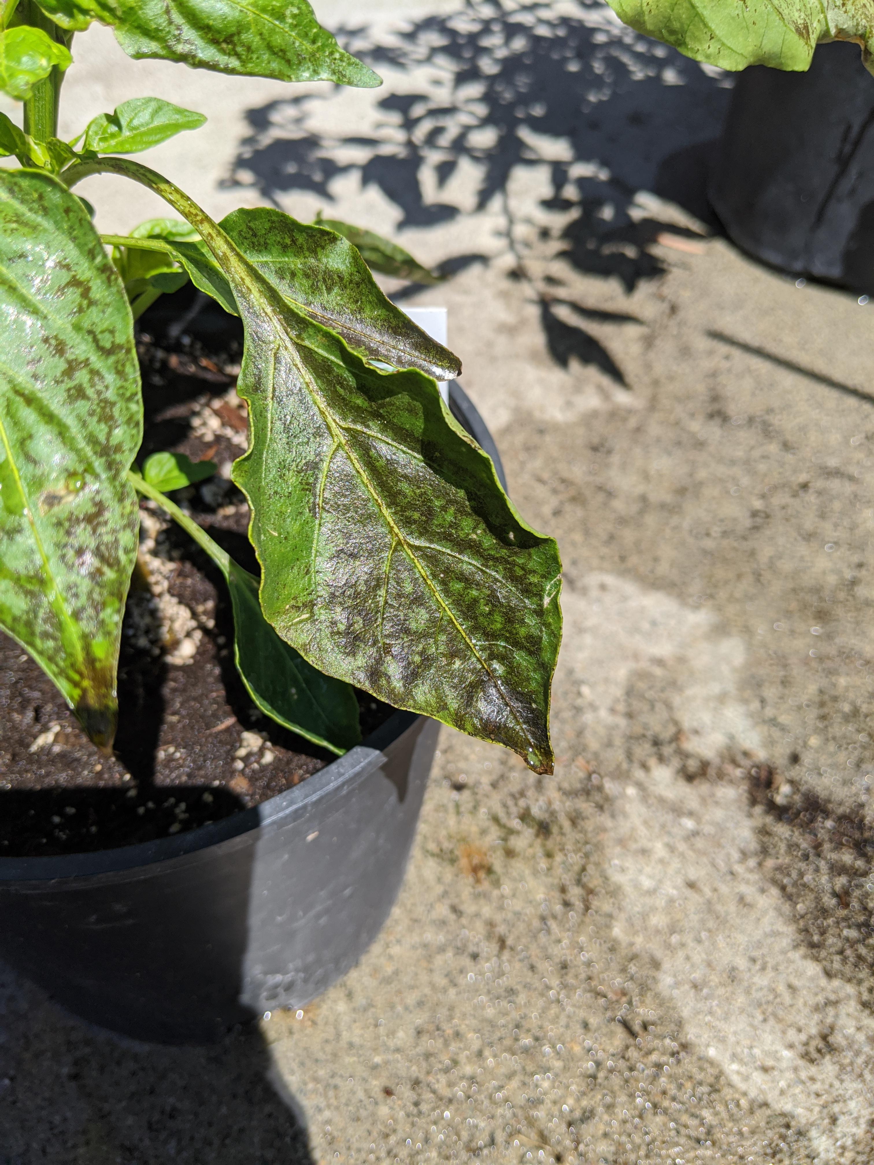 What are these Black marks on pepper plant leaves? r/gardening