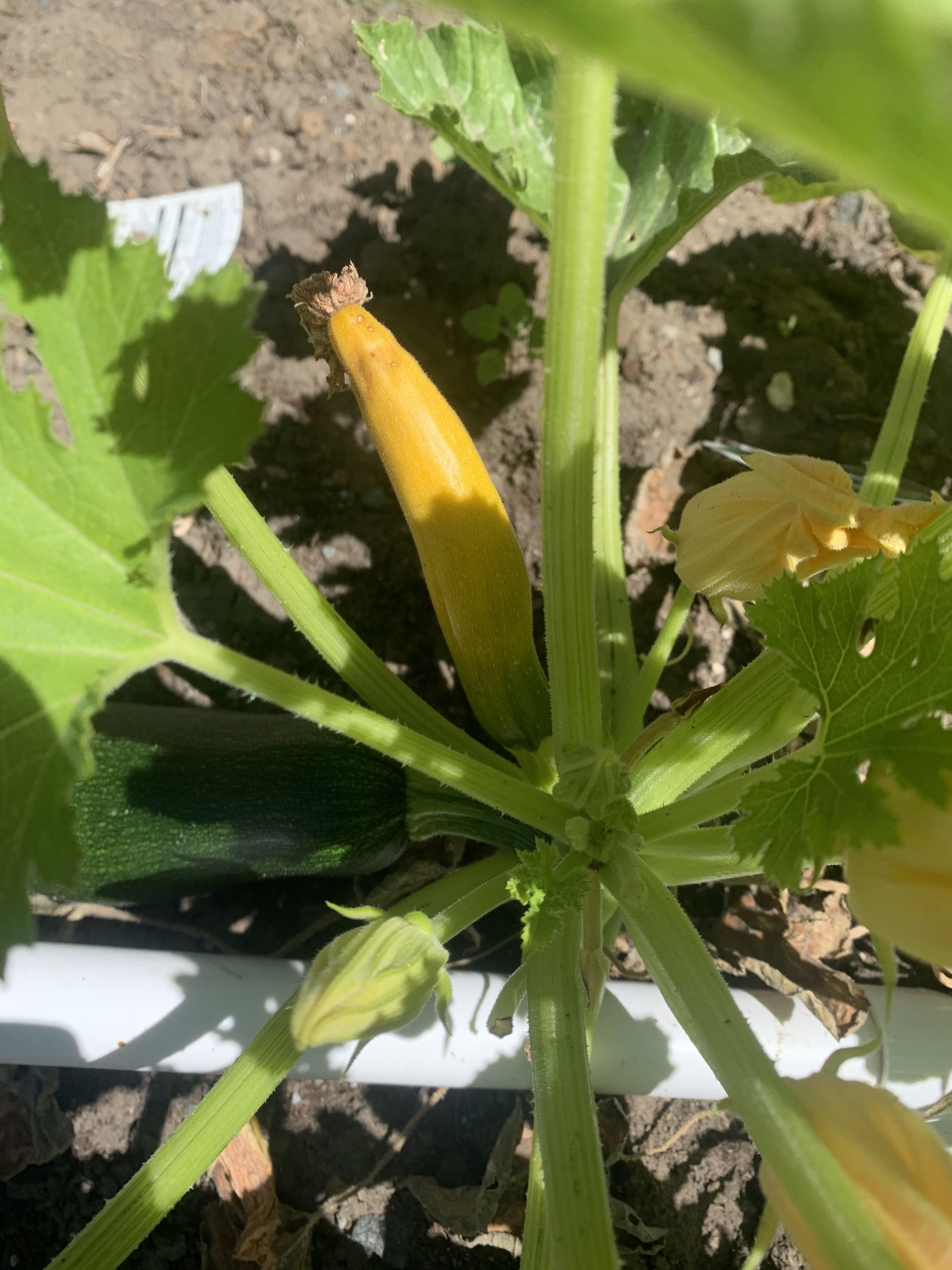 Zucchini turning yellow and dying. What am I doing wrong? r/plantclinic