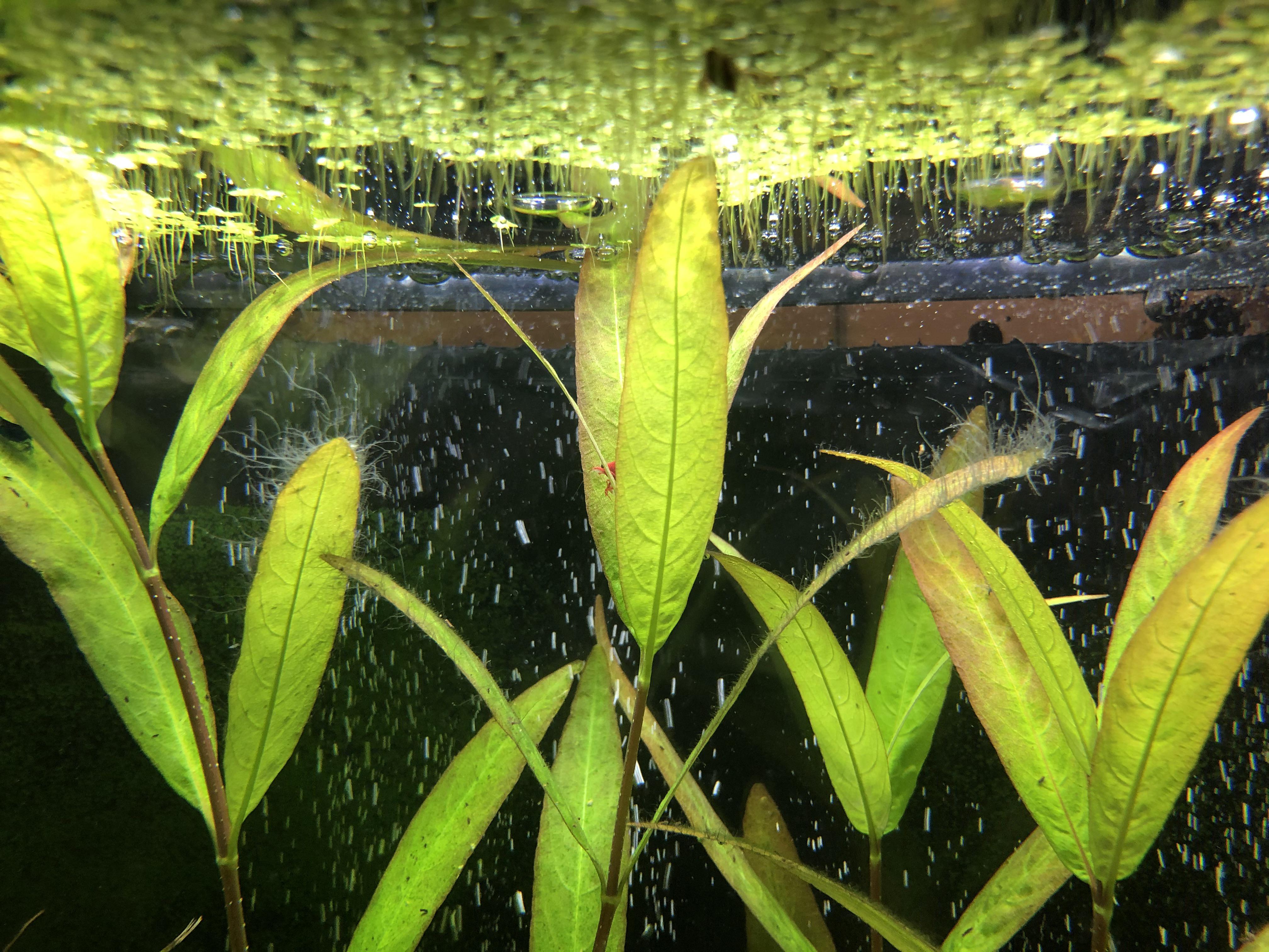 What on earth is the white / clear “hair” growing ON these leaves