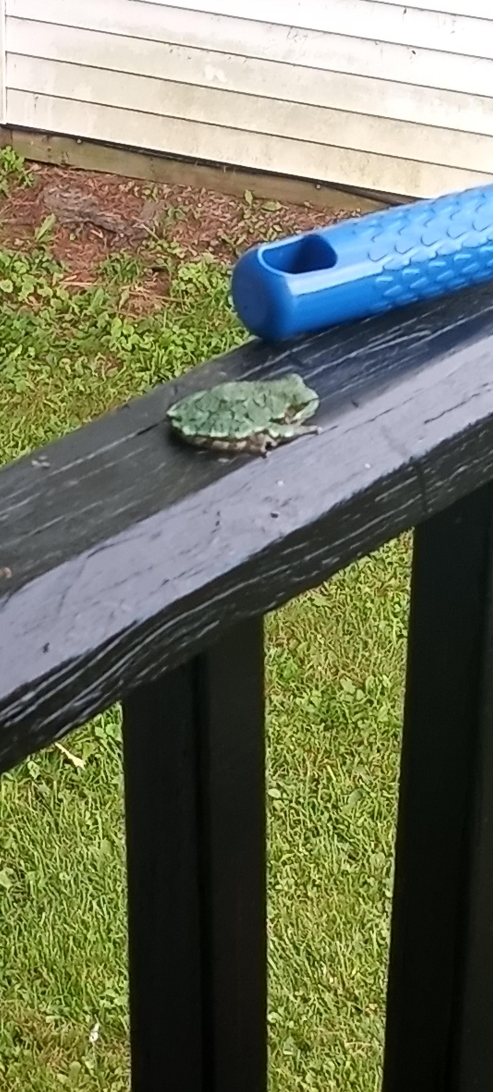 frog on my porch r/mildlyinteresting