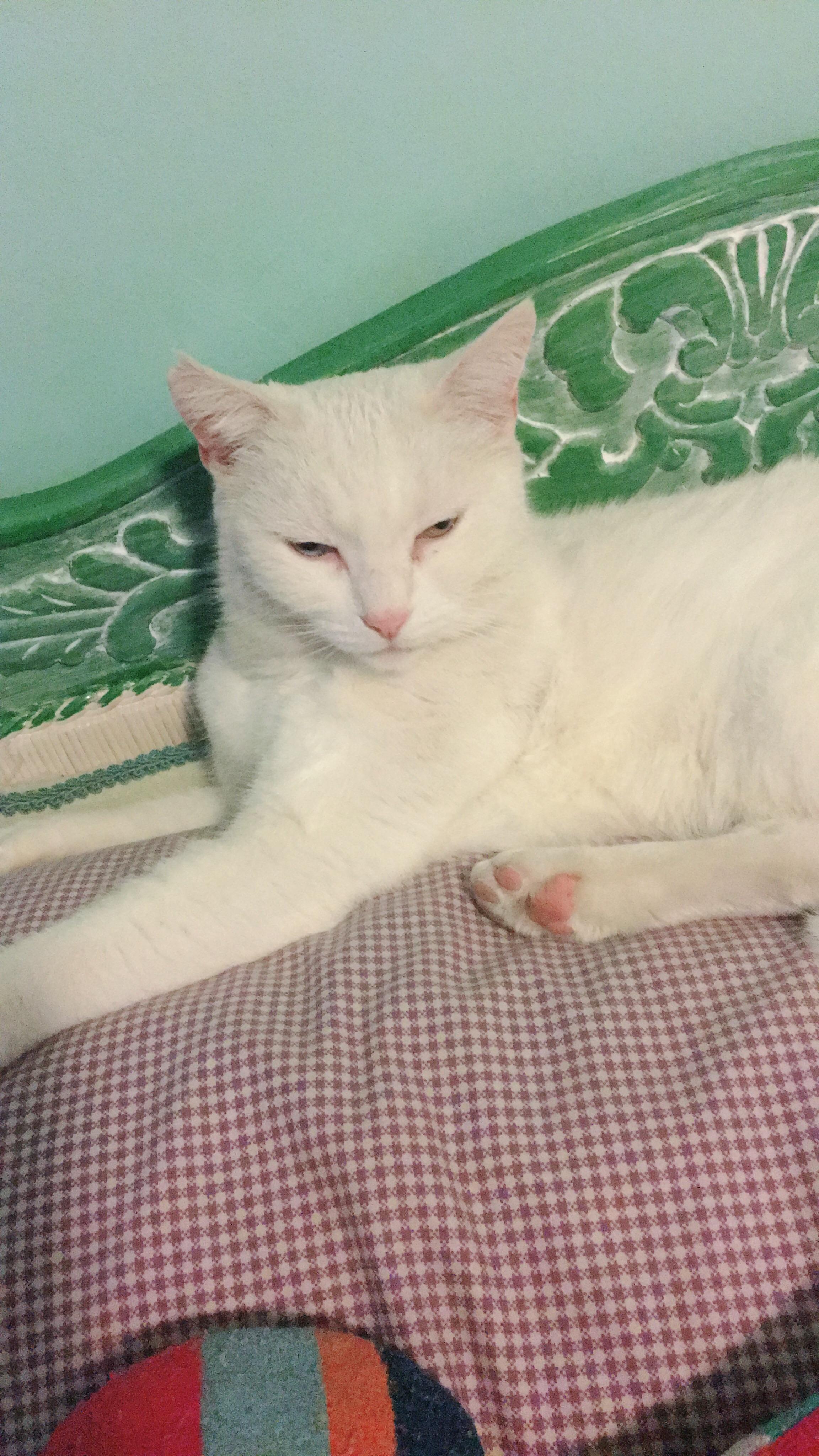 43 Hilarious Kit Kat Love Puns Punstoppable 🛑