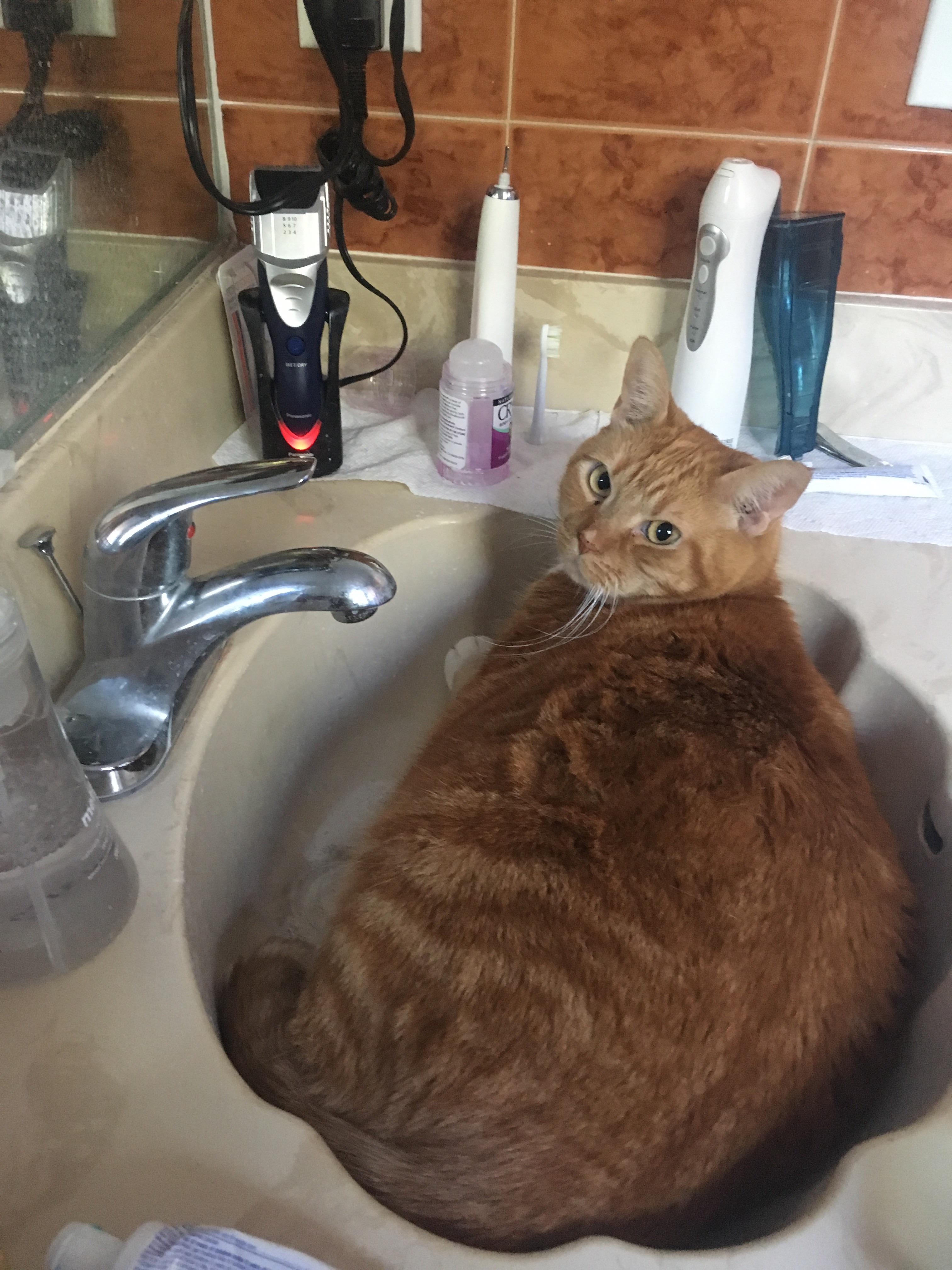 How am i supposed to wash my hands!? r/CatsInSinks