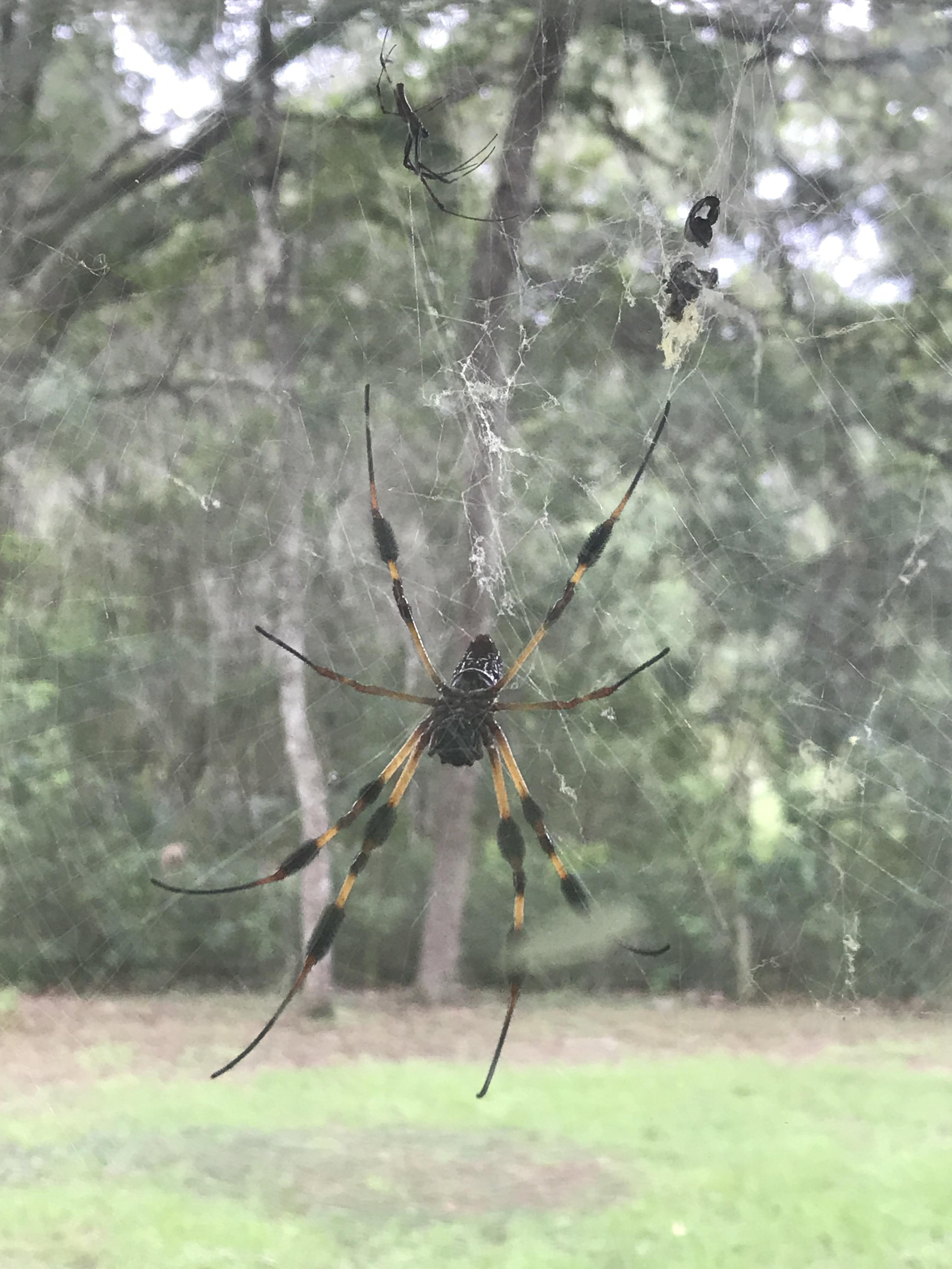 ID? North Central Florida. I've always heard these called banana