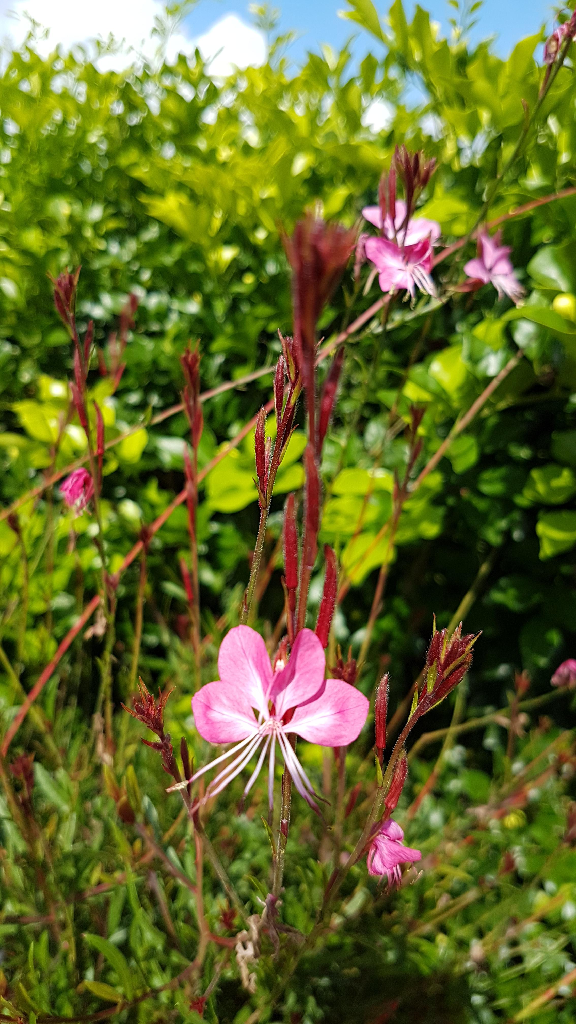 These flowers in my garden look like butterflies. r/mildlyinteresting
