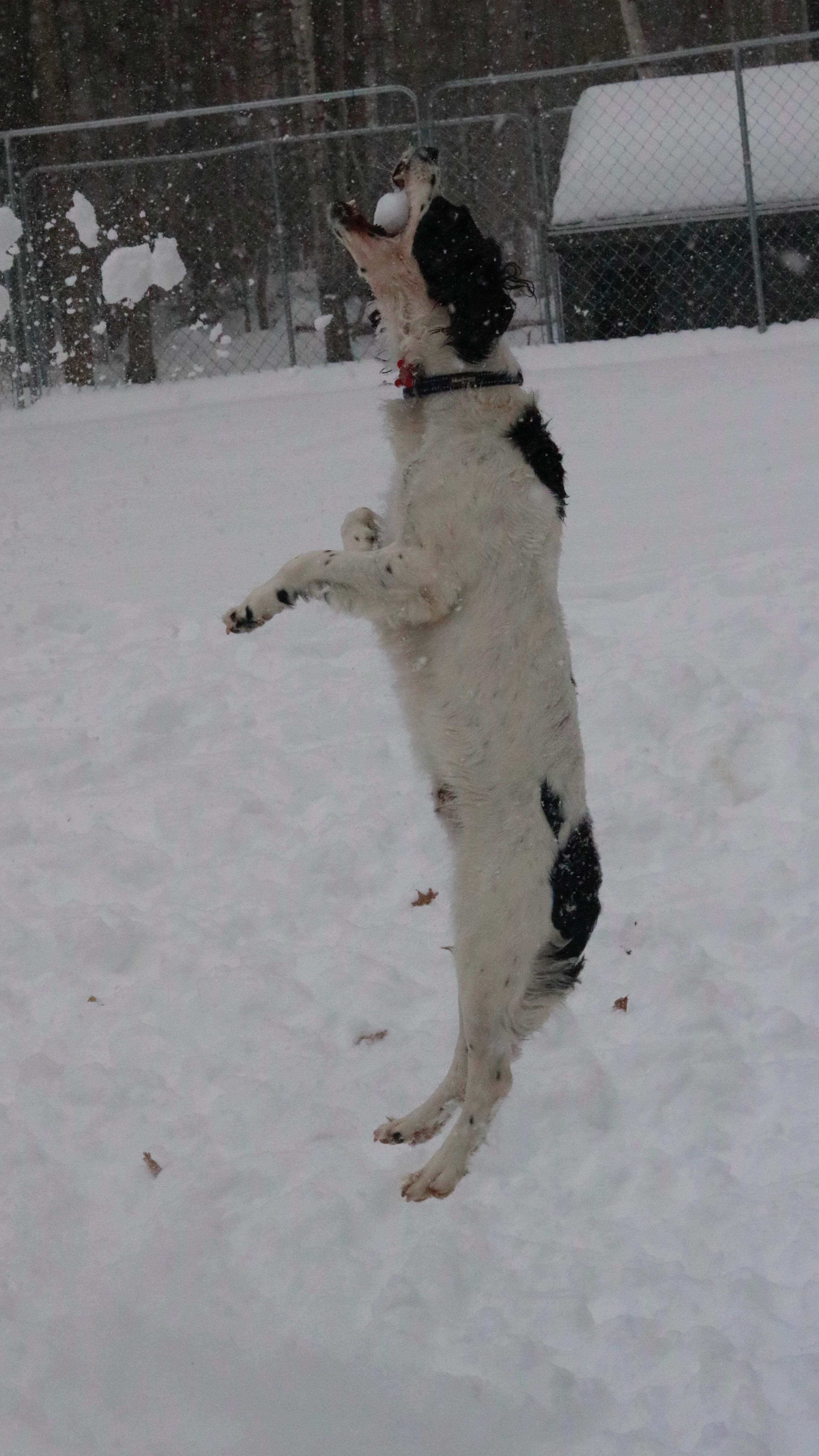 Catching Snowballs r/springerspaniel