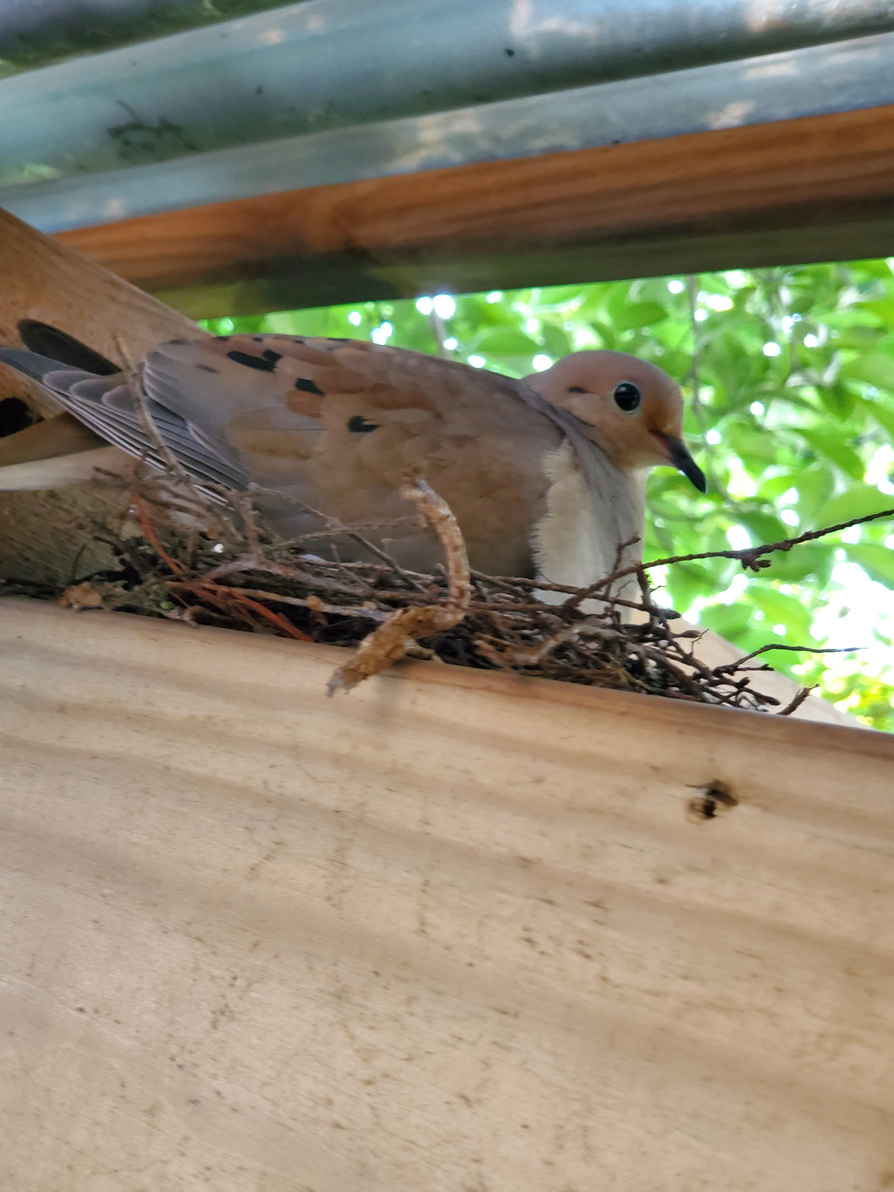 What is this bird? Bergen County, NJ. Built a nest in my yard about two
