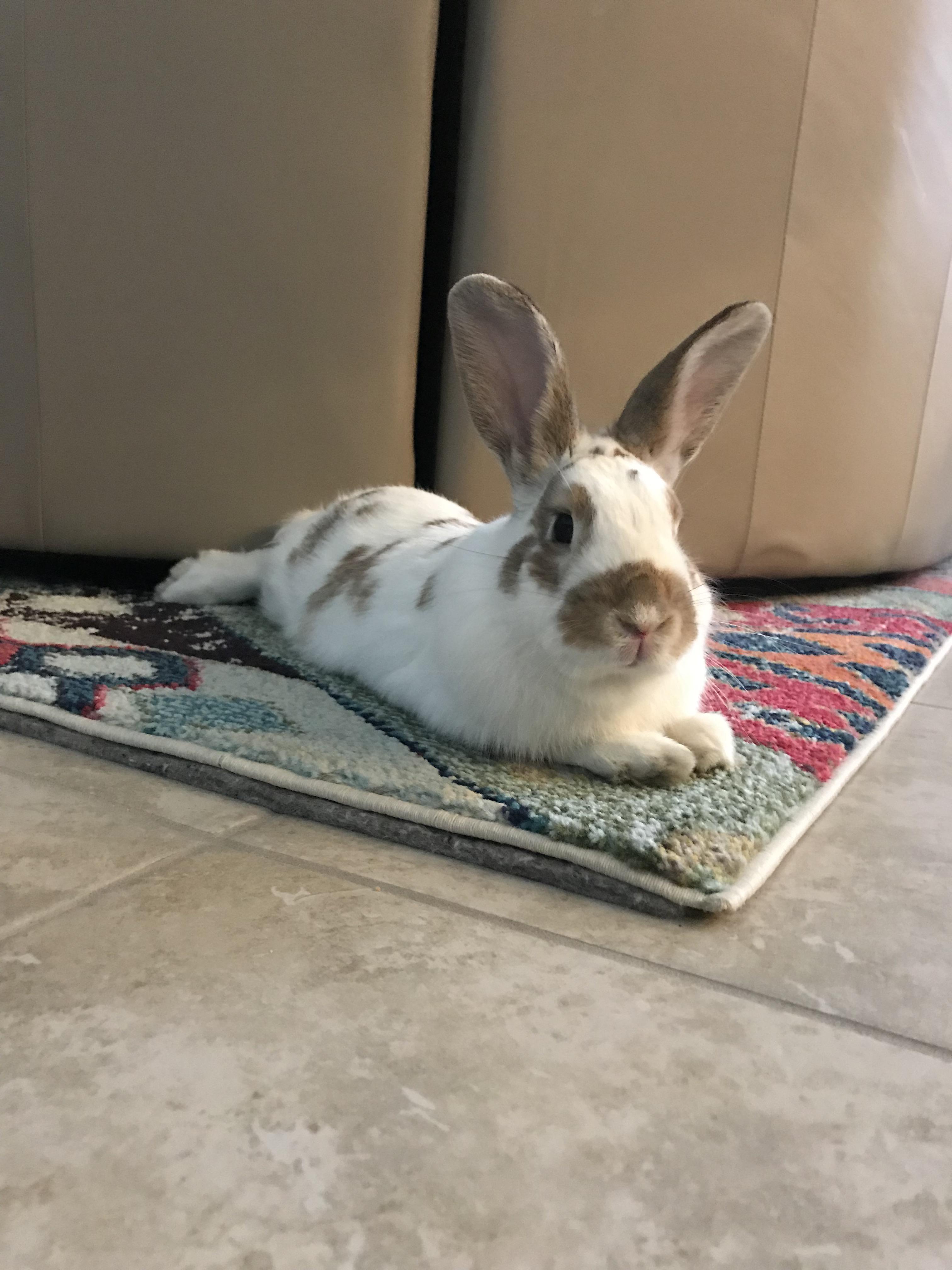 For an average size rabbit, how much of leafy greens do they need and