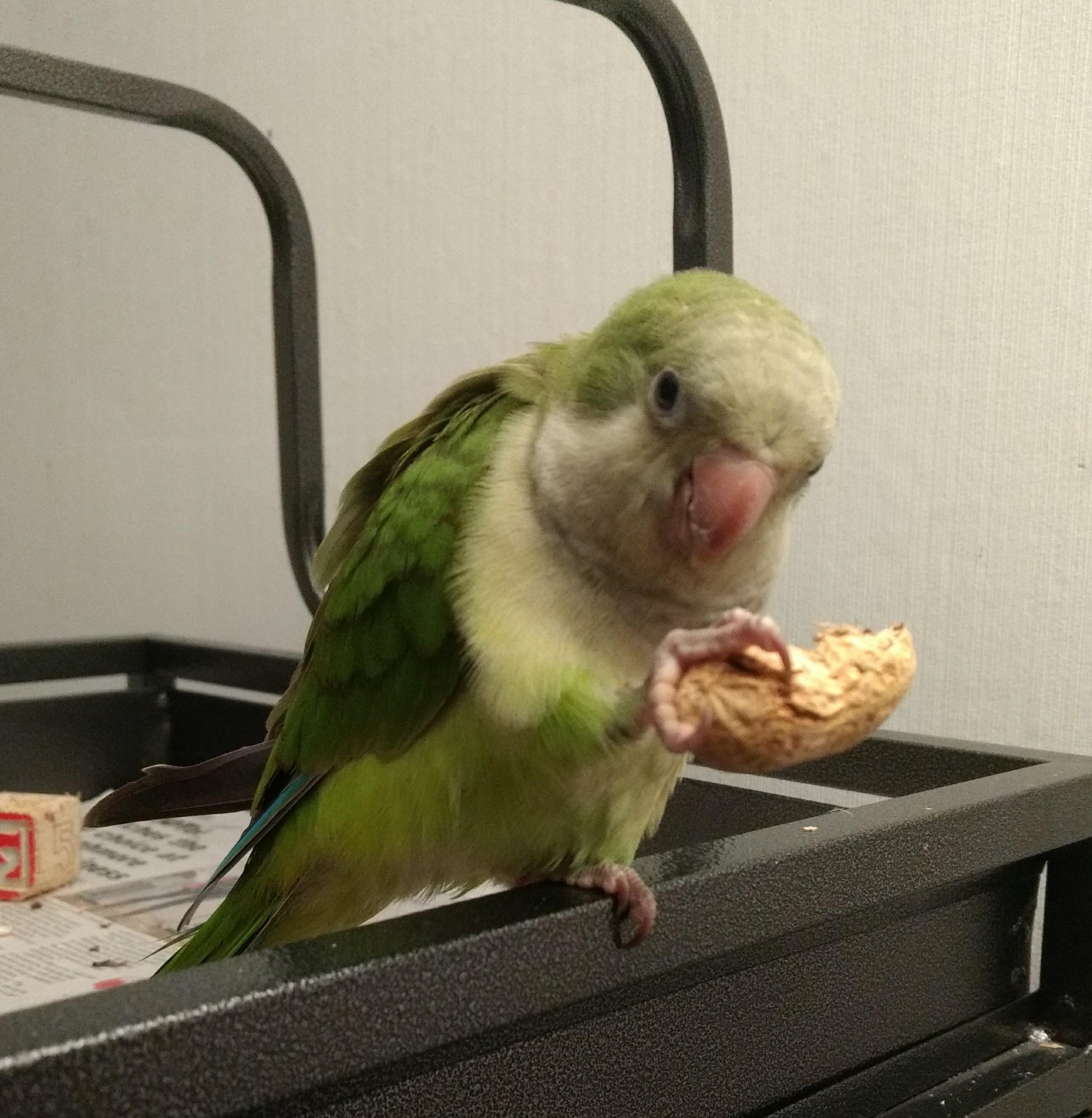 My new favourite pic of Bean! parrots