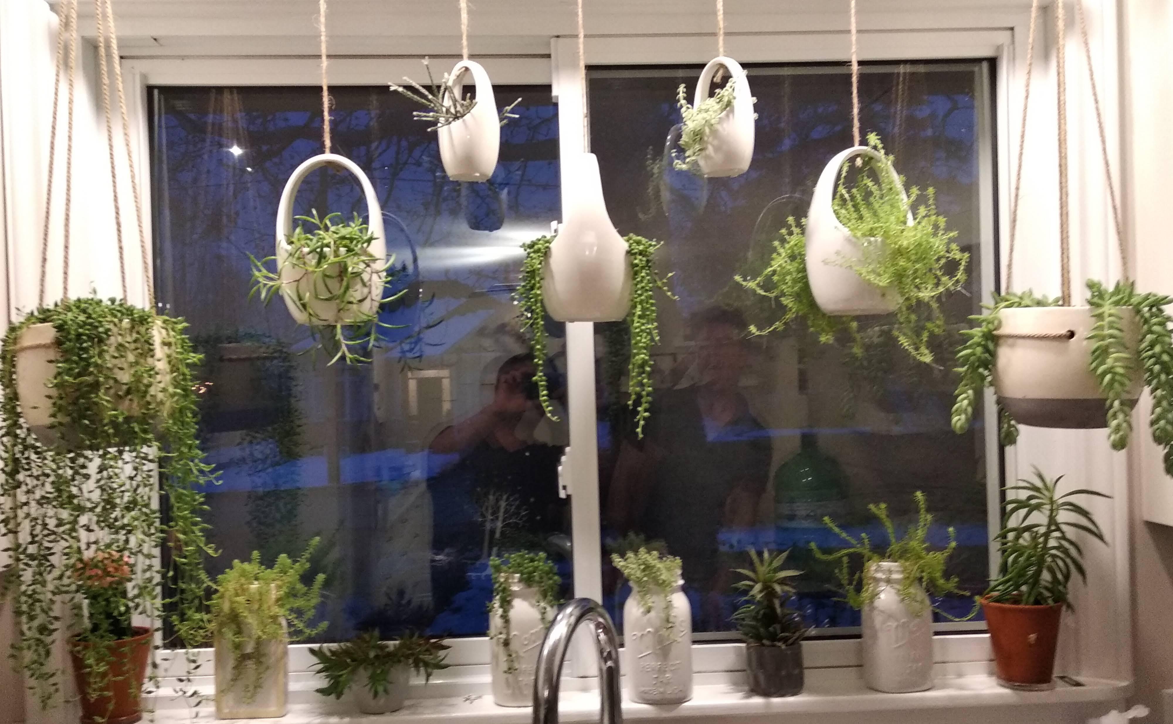 My hanging succulent planters in the kitchen window are starting to
