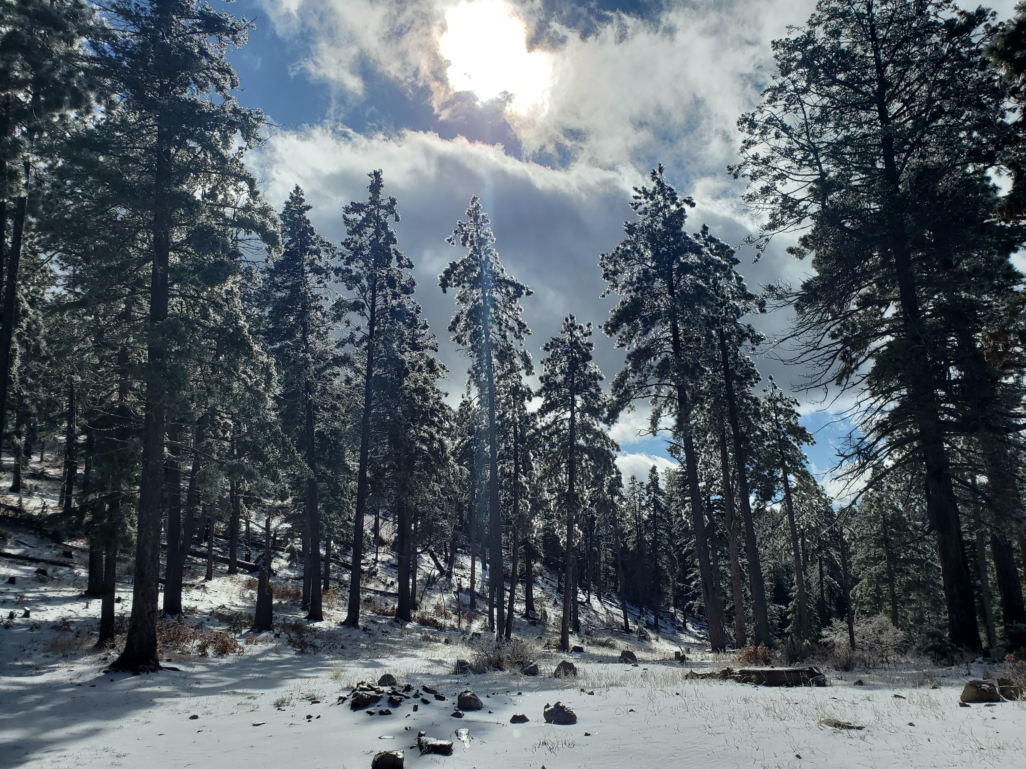 Here in New Mexico I take what I can get. r/Forest