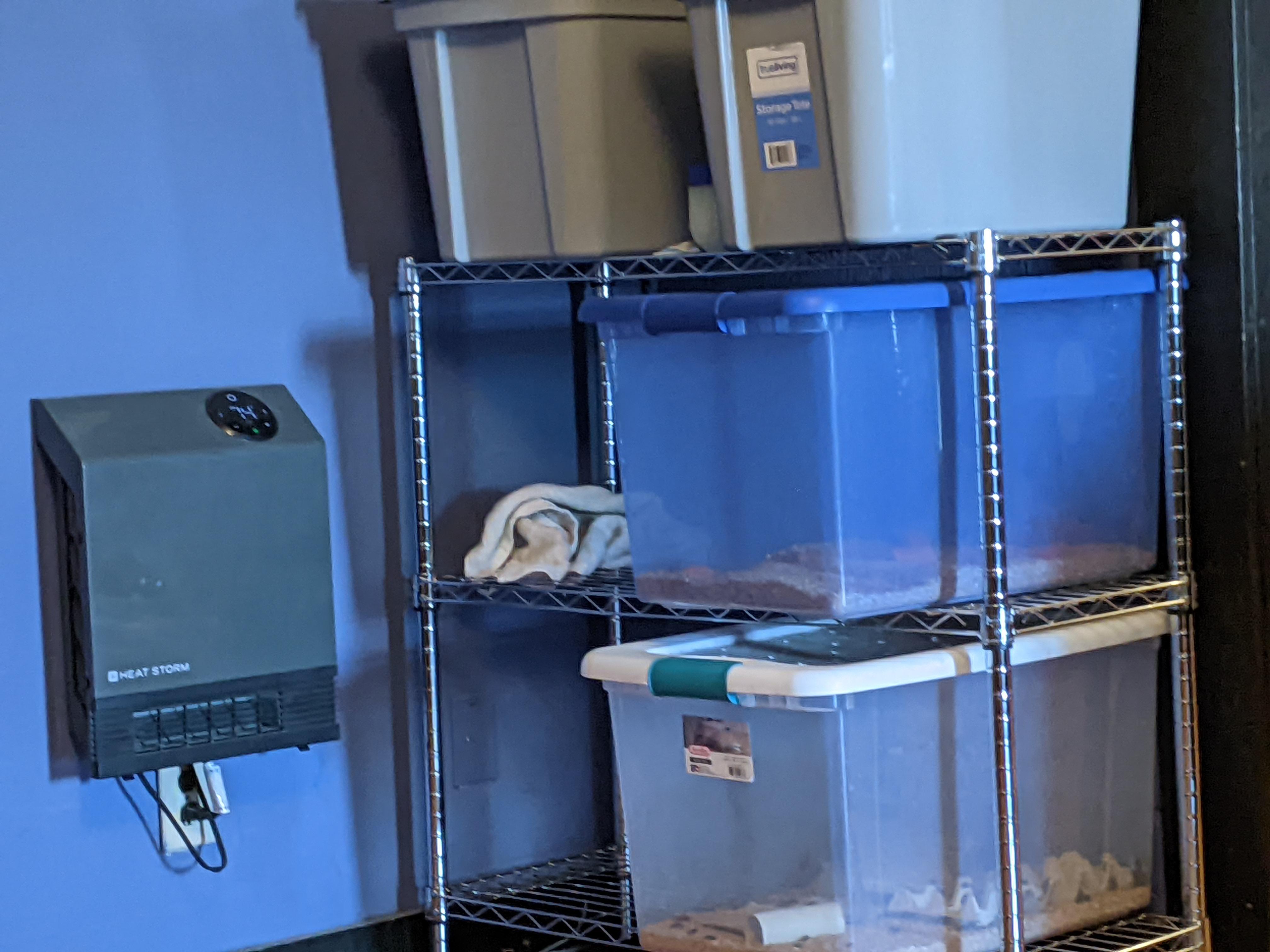 26 best r/mealworms images on Pholder too much pupa