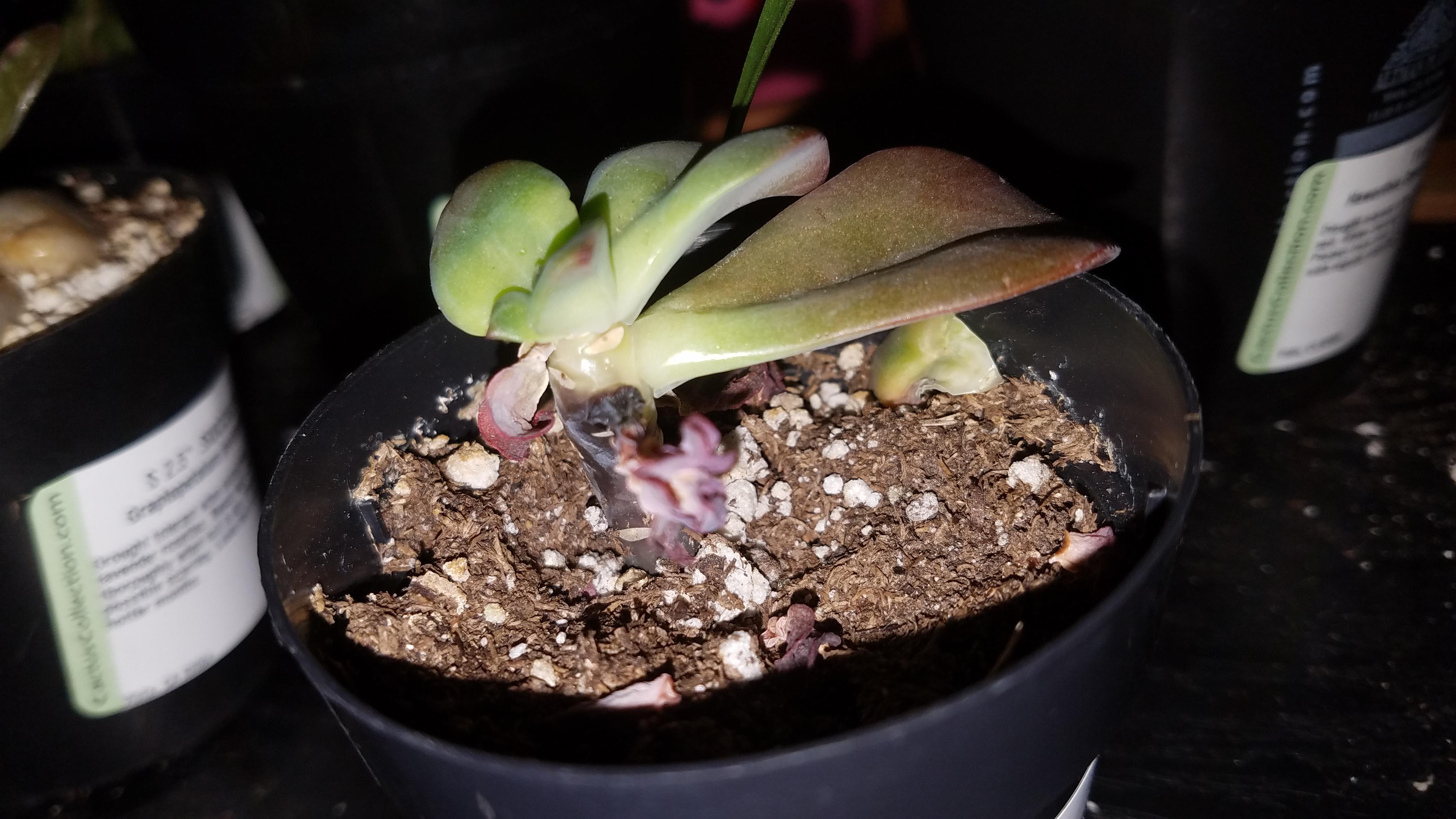 Part of the stem on my Echeveria Chroma is turning black. Is this rot