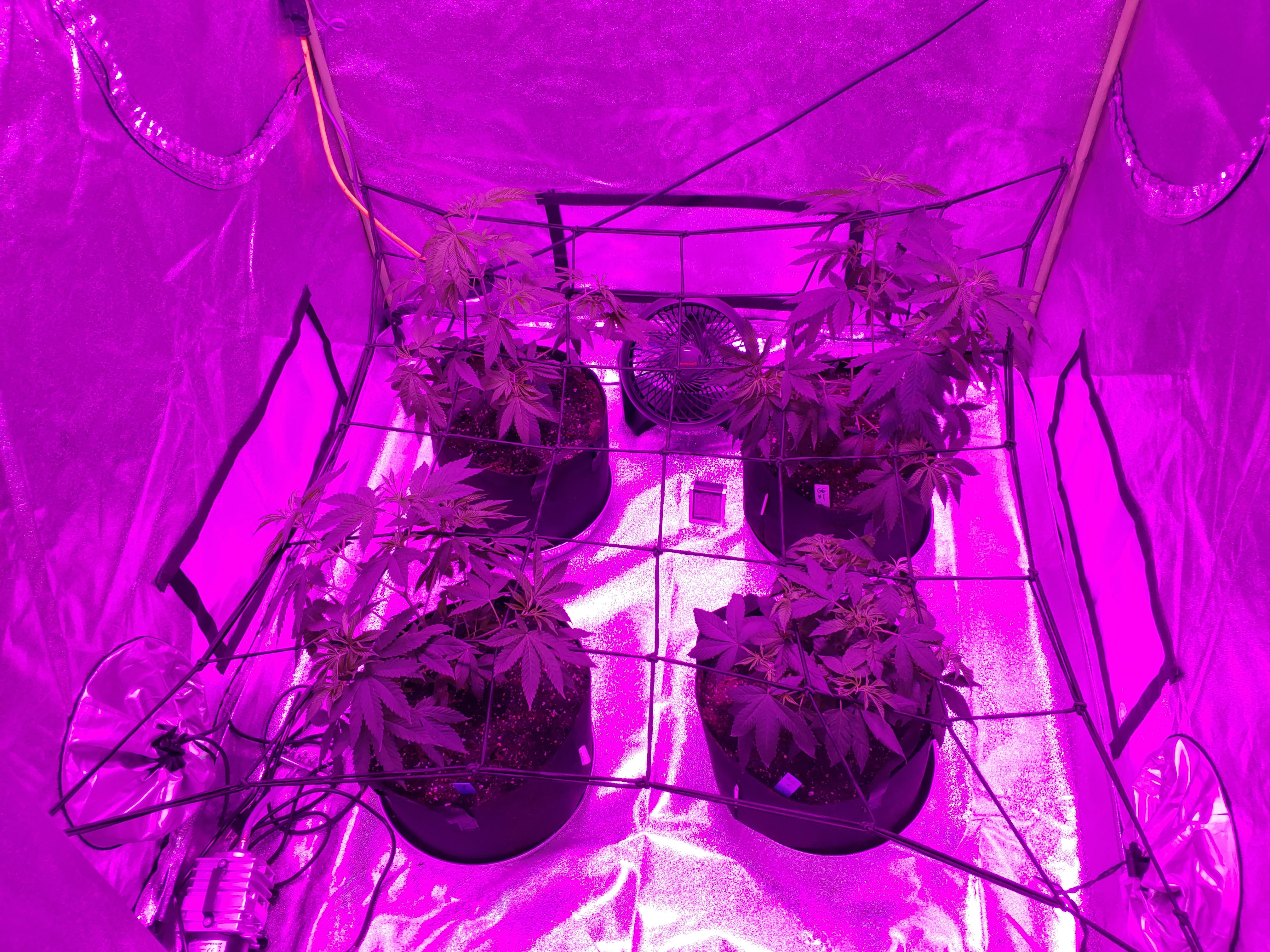 G6 "jet fuel" first grow. Just switched to flower. Using 1200watt led but concerned it is not