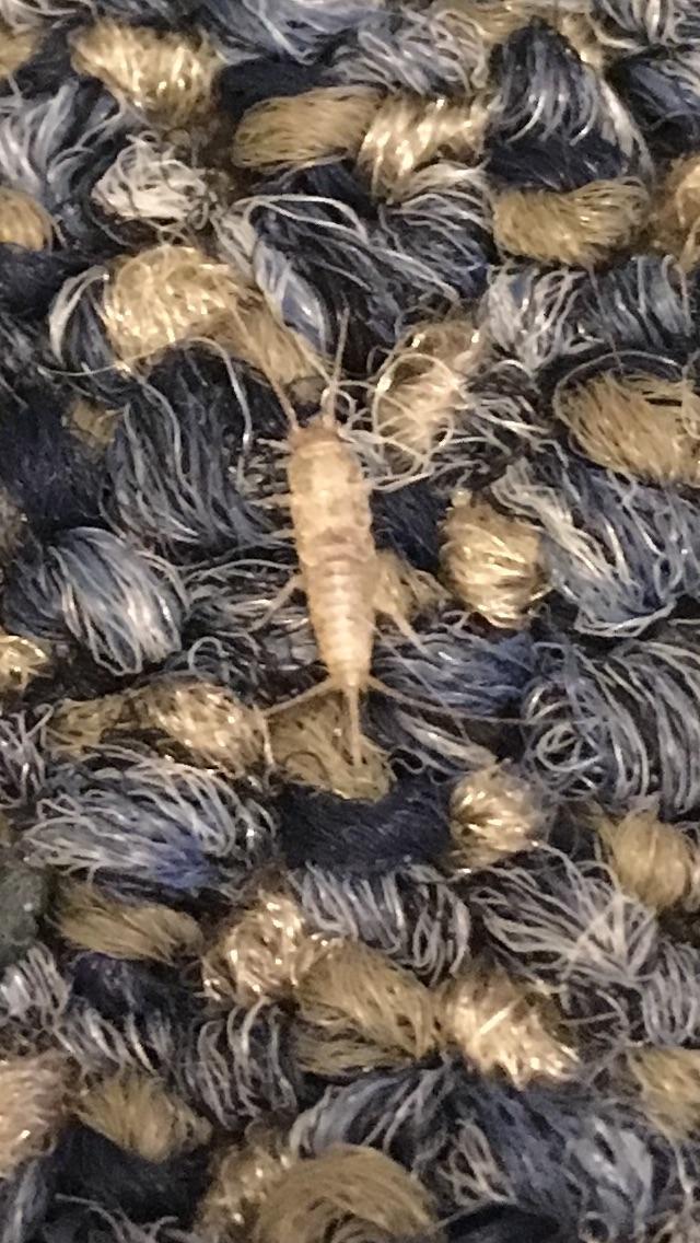 Southern Ontario, crept out from under a shoe that my cat had peed on