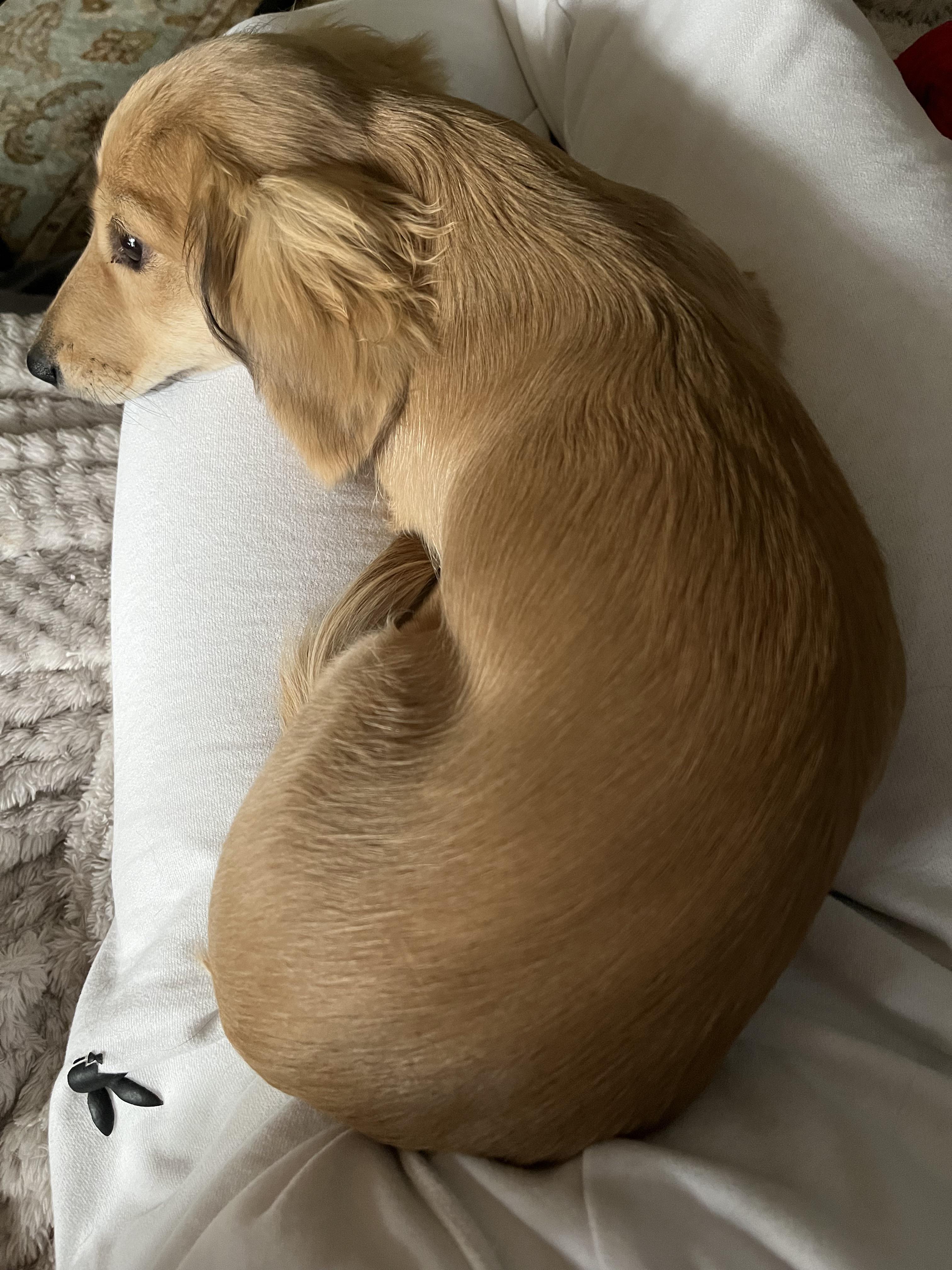why does my dachshund curl up on my lap? my dad says it’s so she can