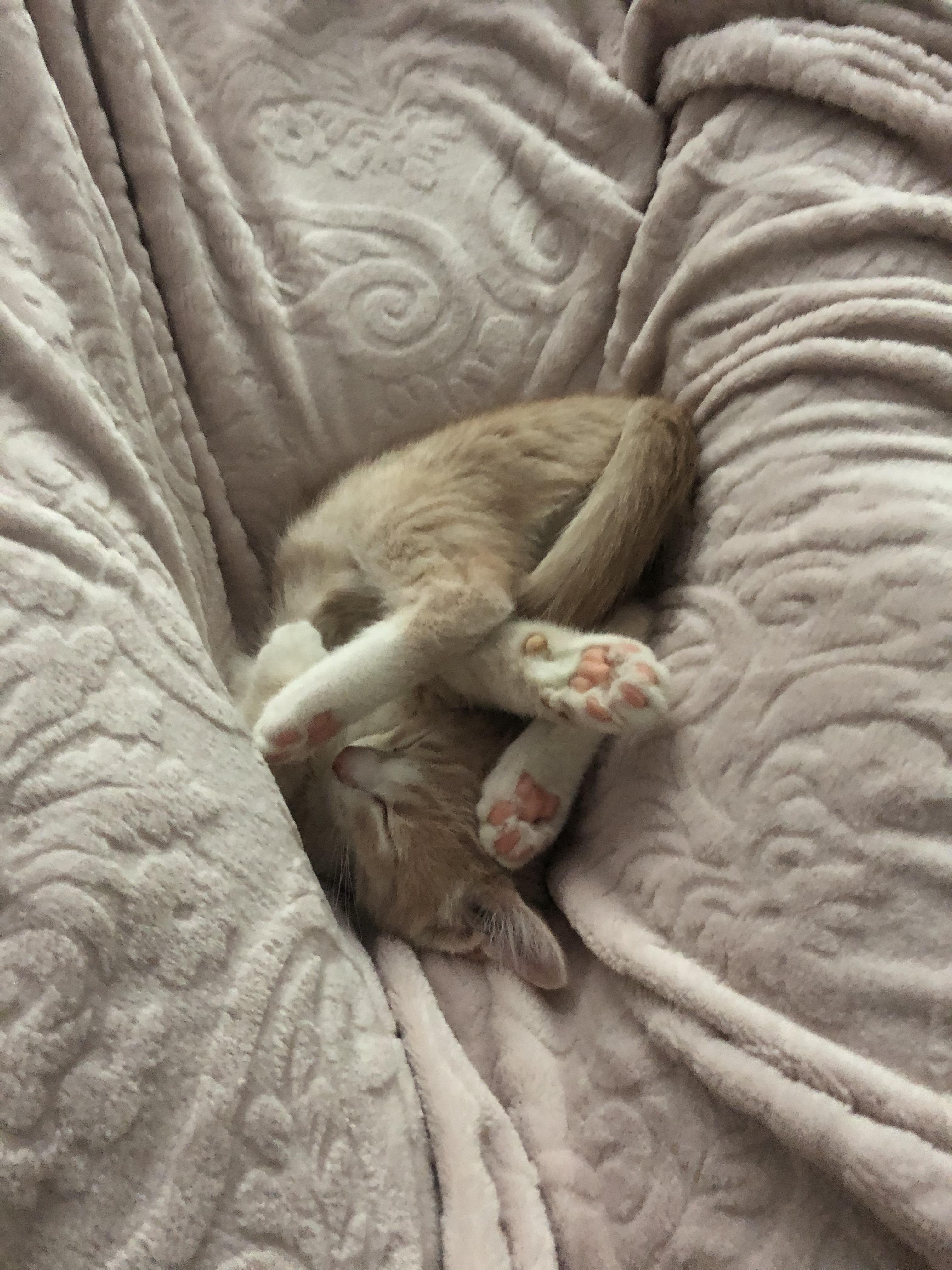 i think my cat is broken r/noodlebones