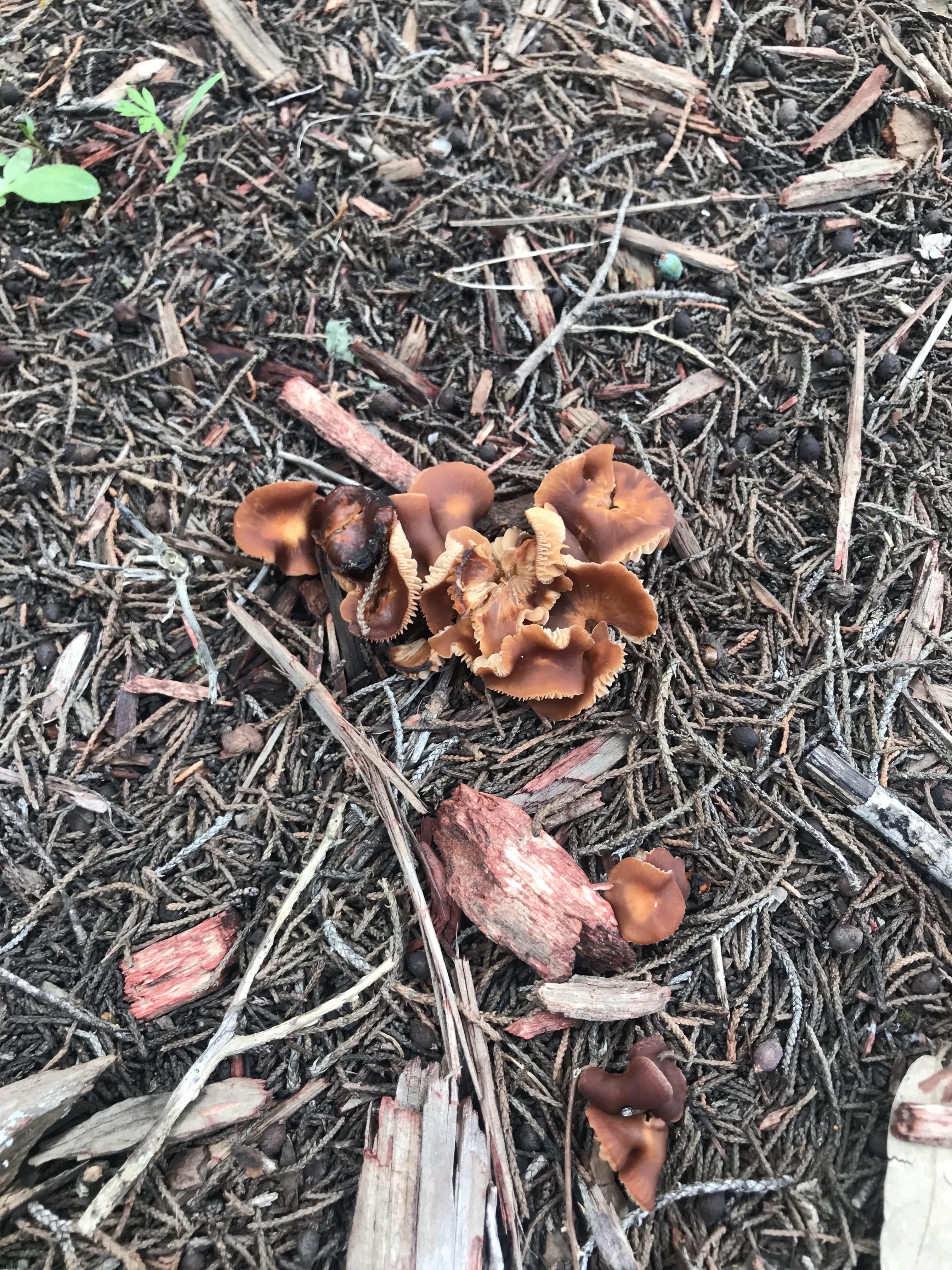 Spotted these as I was leaving our Airbnb in Lago Vista, Texas! I have