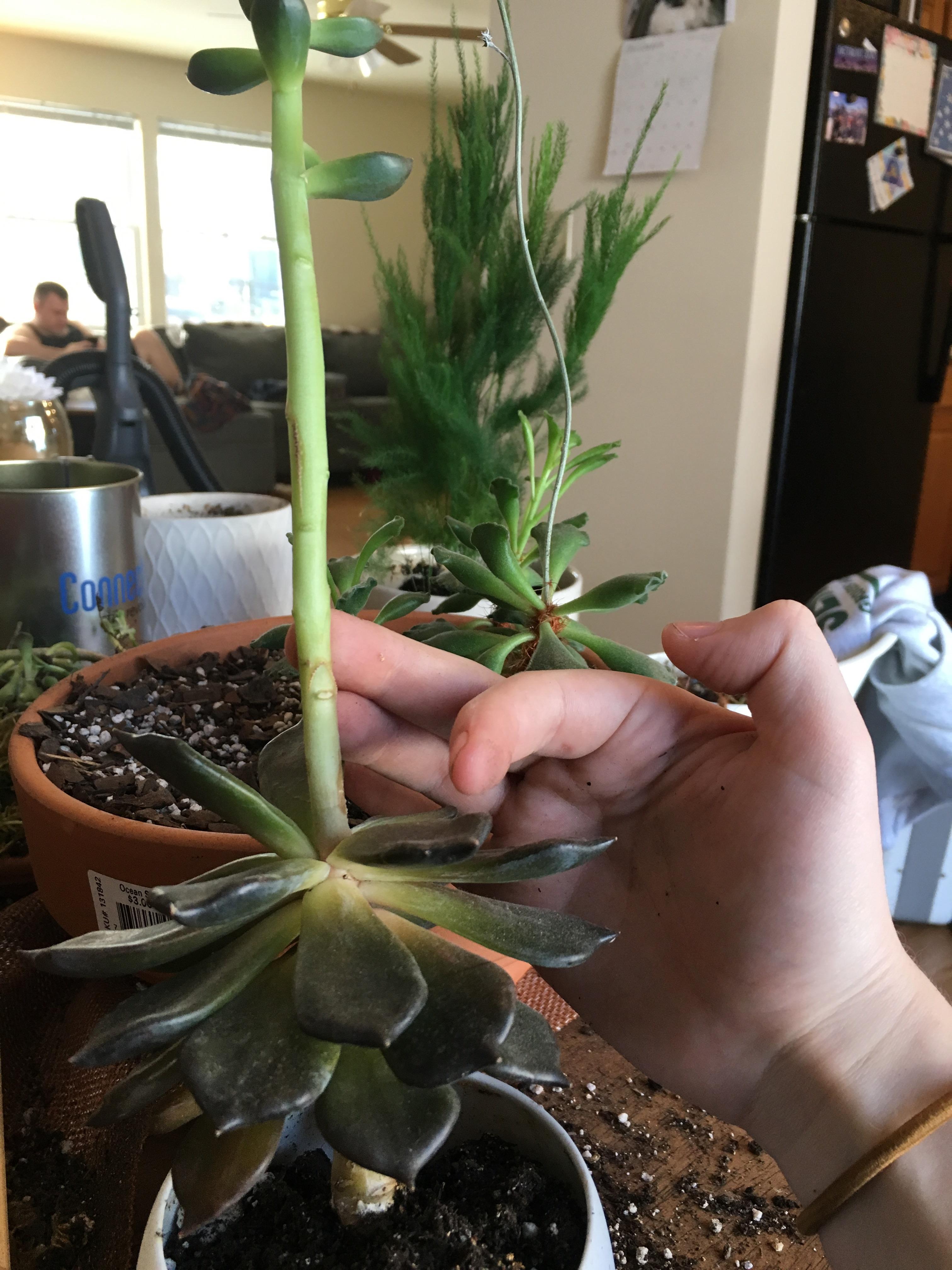 What do I do with these guys since they’ve stopped flowering? Cut them off? I want them to keep