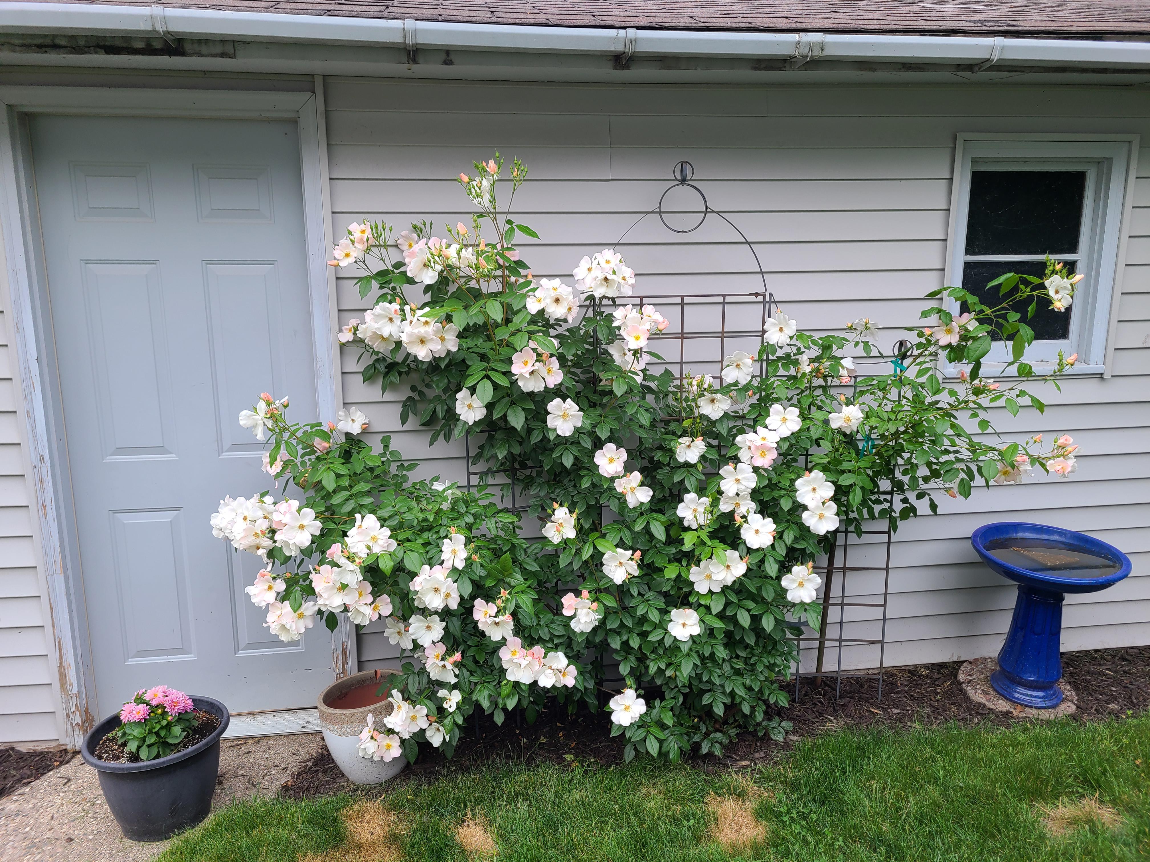 Sally Holmes Climbing Rose r/gardening