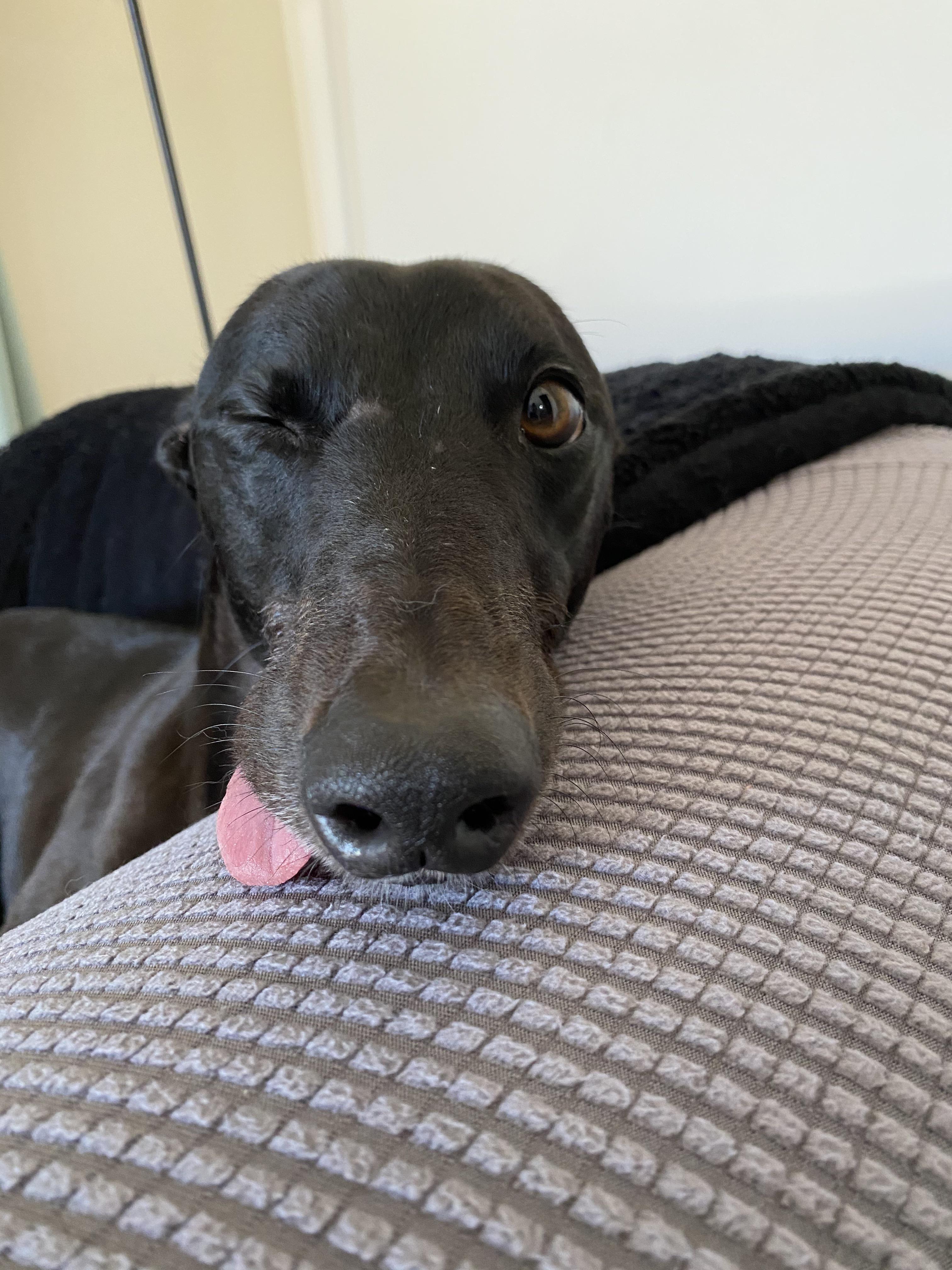 Betty is the canine version of the 😜 emoji. r/Greyhounds