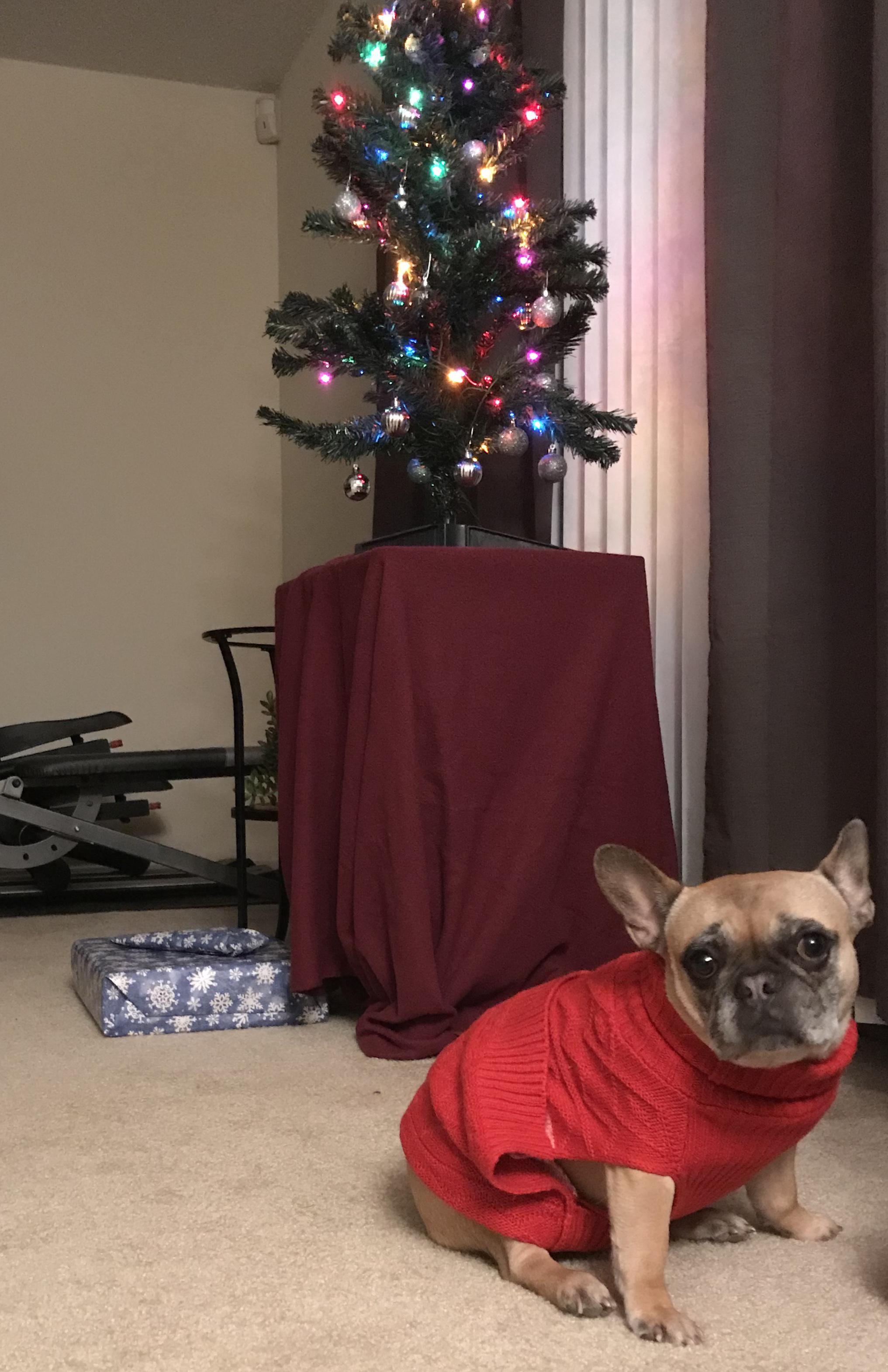 She hates her sweater ( r/aww