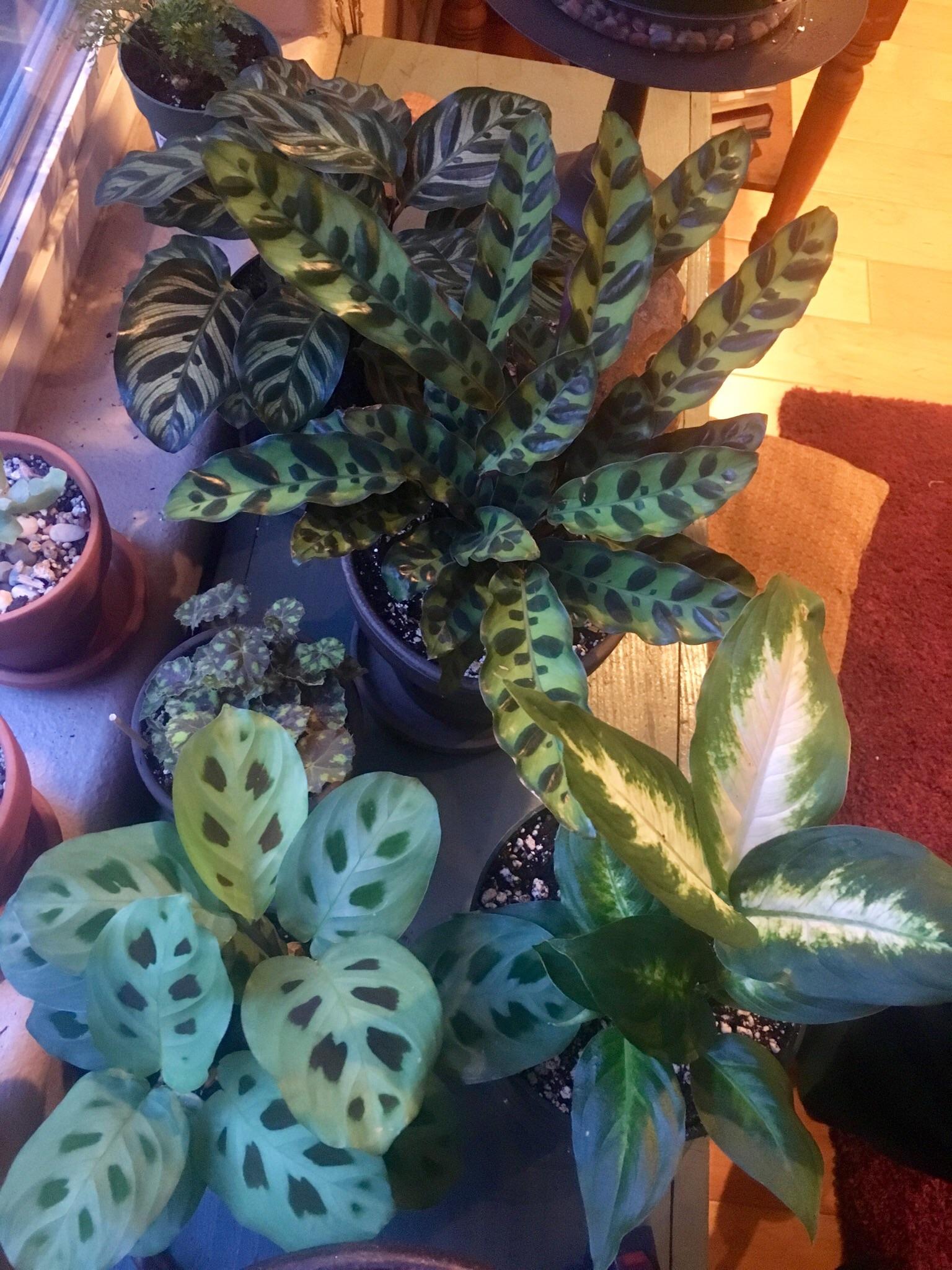 Looking good this morning. r/houseplants