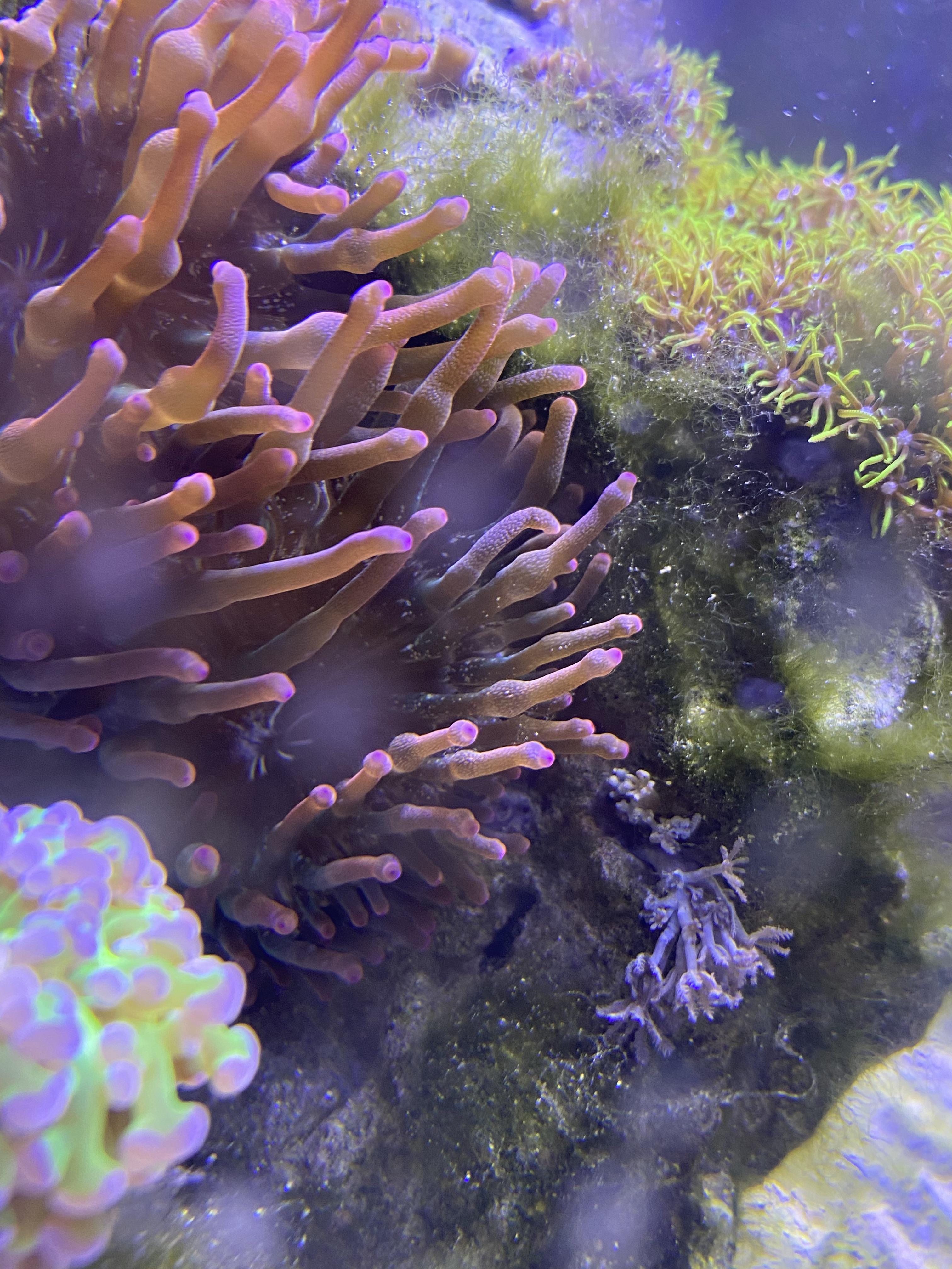 Big Hair Algae Problem so far I have tried lowering the phosphate and