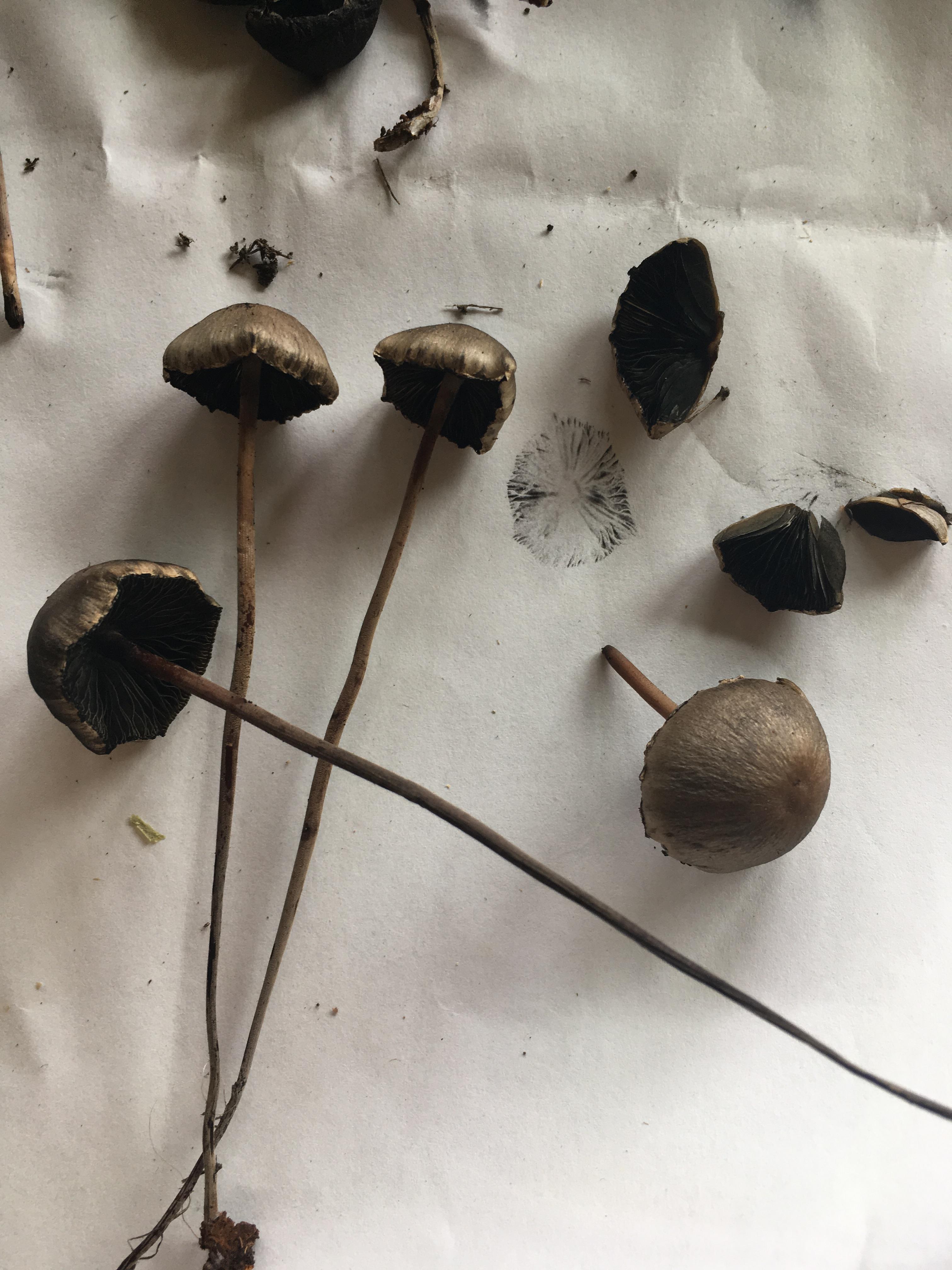 Found these growing in a cow pasture in Hawai'i! We've been told that