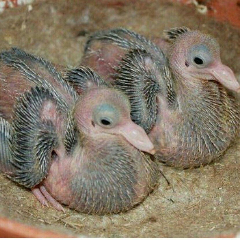 Baby pigeon r/jaymee_gaming