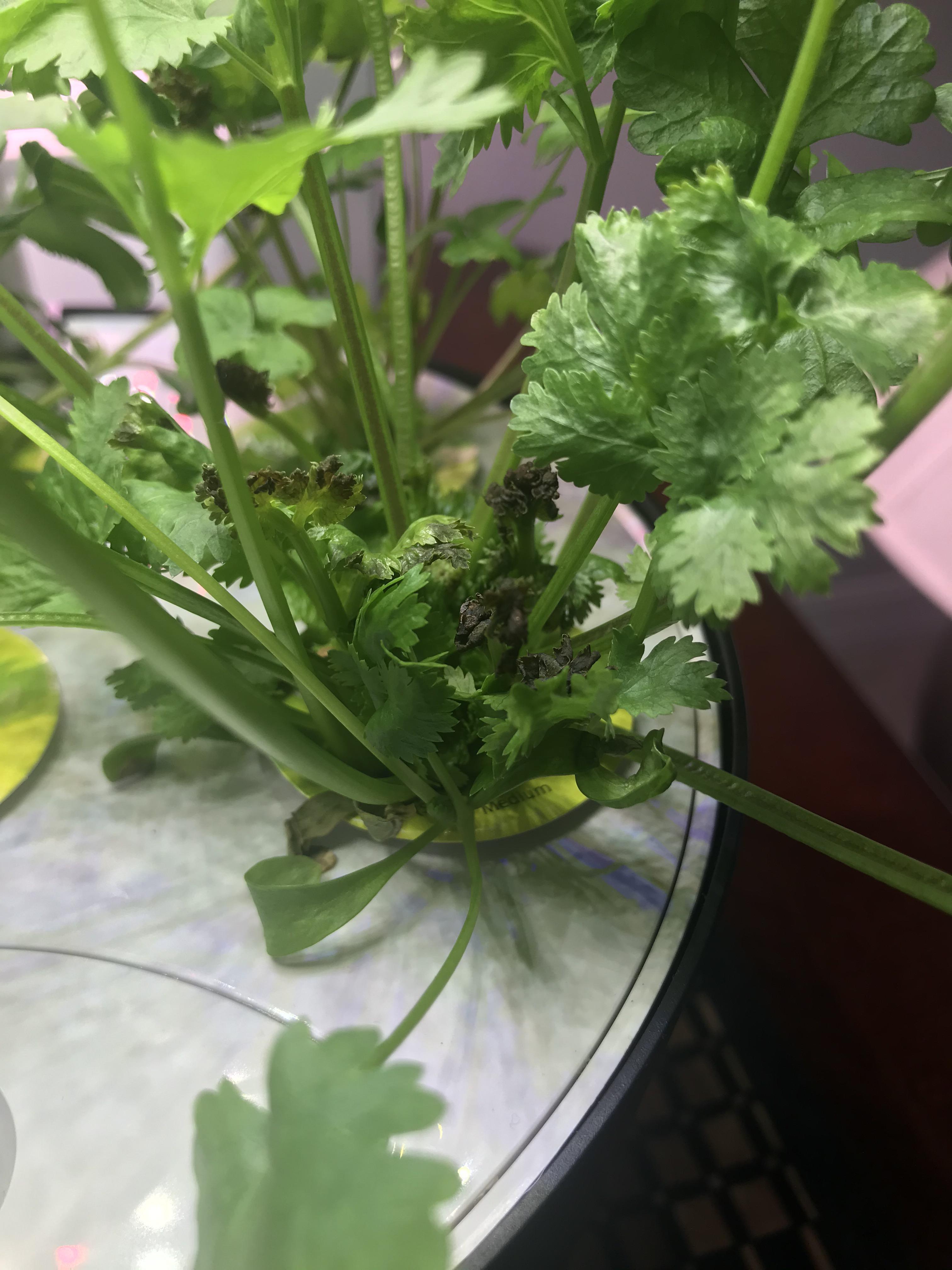 What’s this brown stuff on my cilantro? Is it dying? r/aerogarden