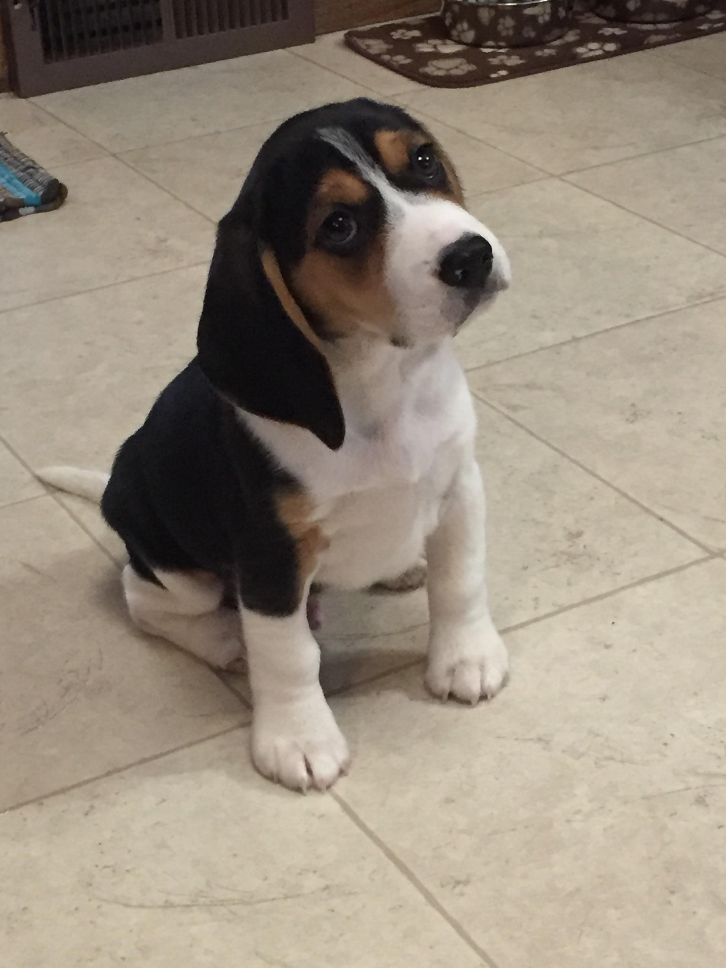 Meet Watson! First day home. 8 weeks. beagle